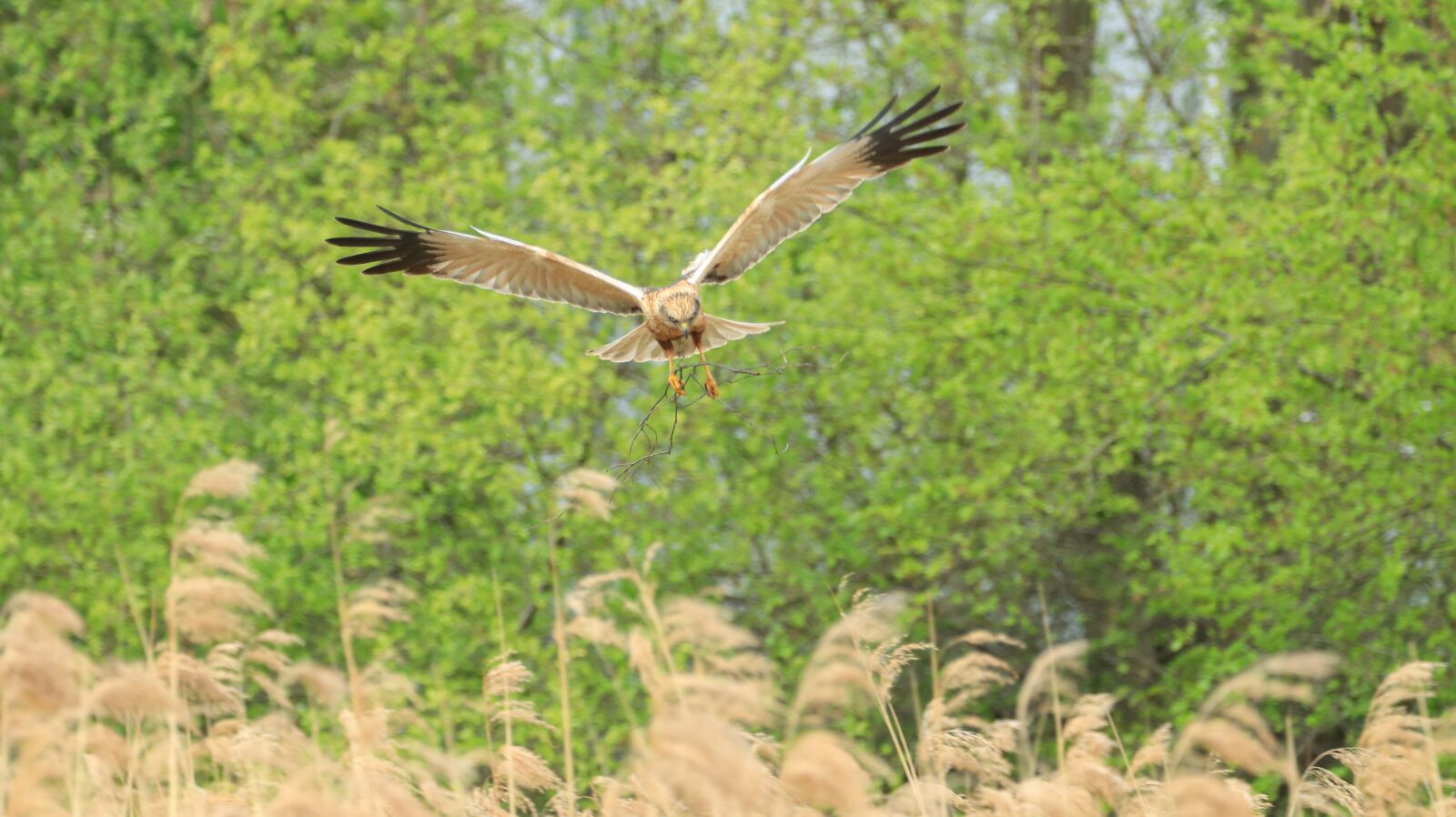 150-600mm F5-6.3 DG OS HSM | Contemporary 015 sample photo. Lake, spring, nature photography