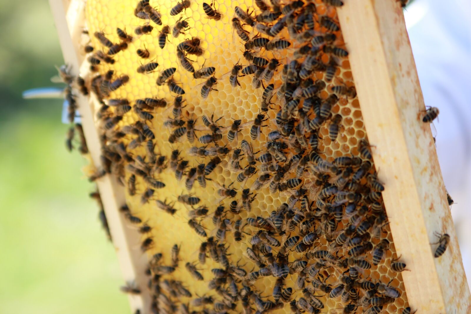 Canon EOS 750D (EOS Rebel T6i / EOS Kiss X8i) sample photo. Bees, combs, honey photography