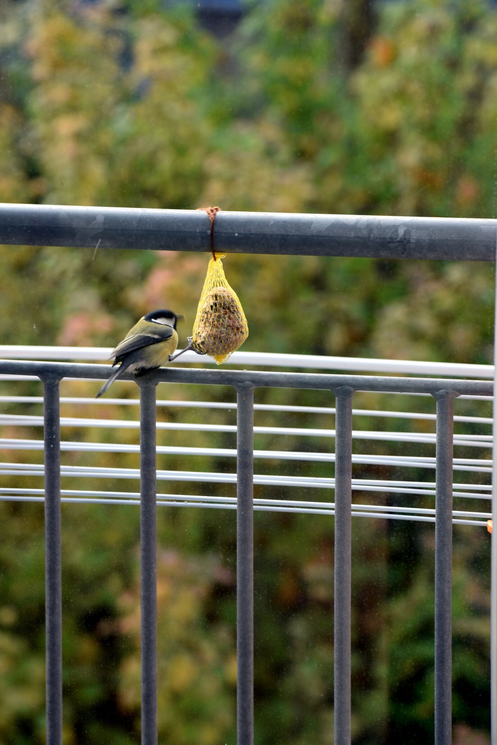 Nikon D750 sample photo. Sparrow, bird, food photography