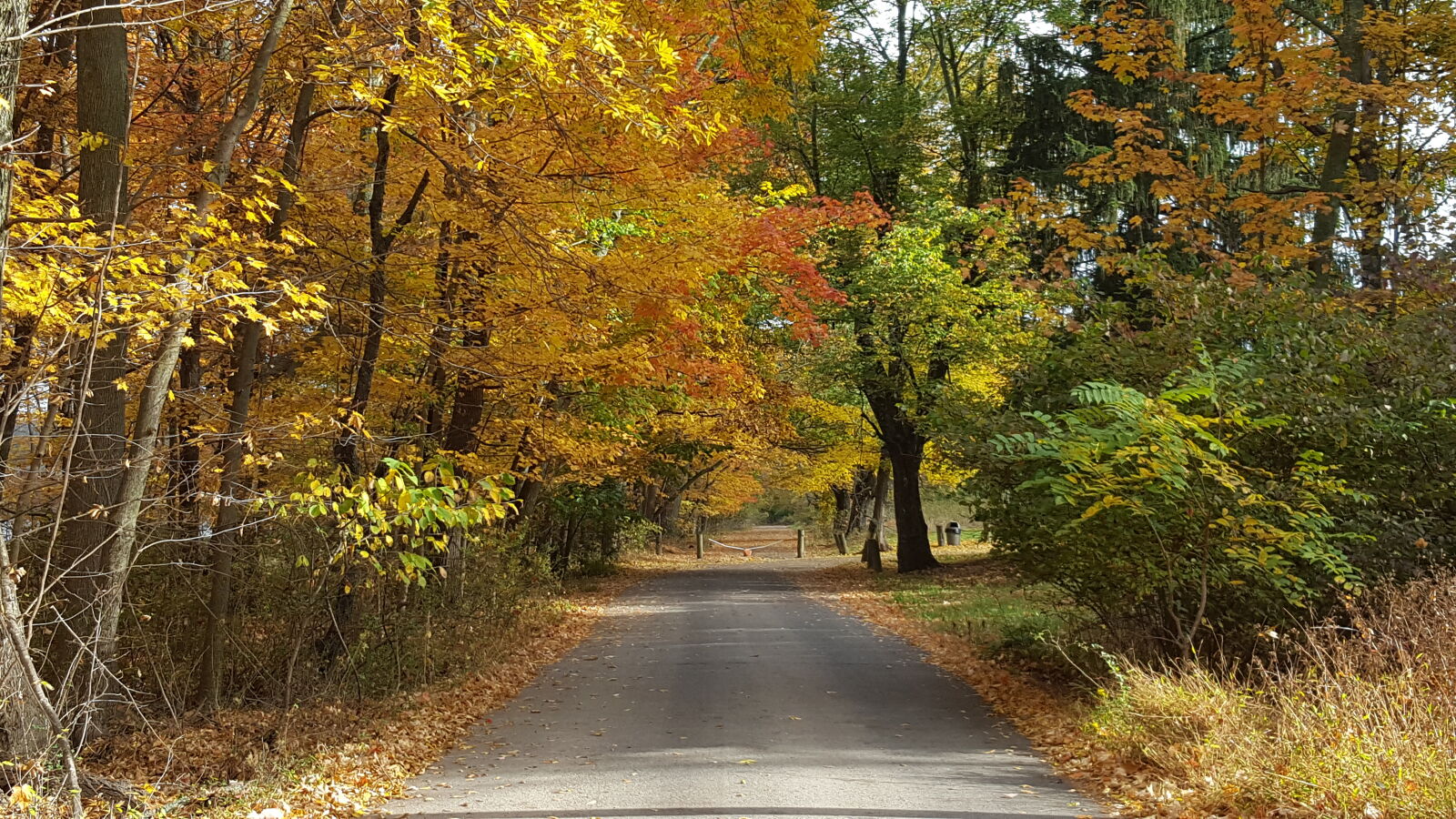 Samsung Galaxy S6 sample photo. Empty, road, autumn photography
