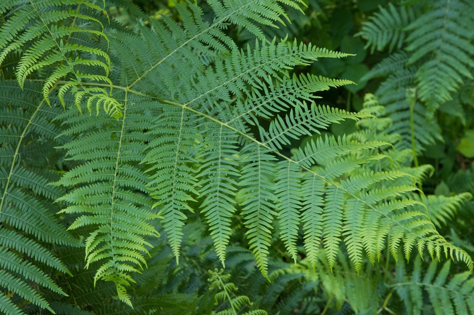 Nikon D7200 sample photo. Fern, leaves, green photography