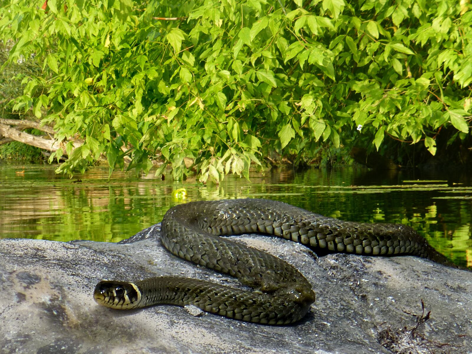 Panasonic DMC-TZ31 sample photo. Snake, grass snake, nature photography