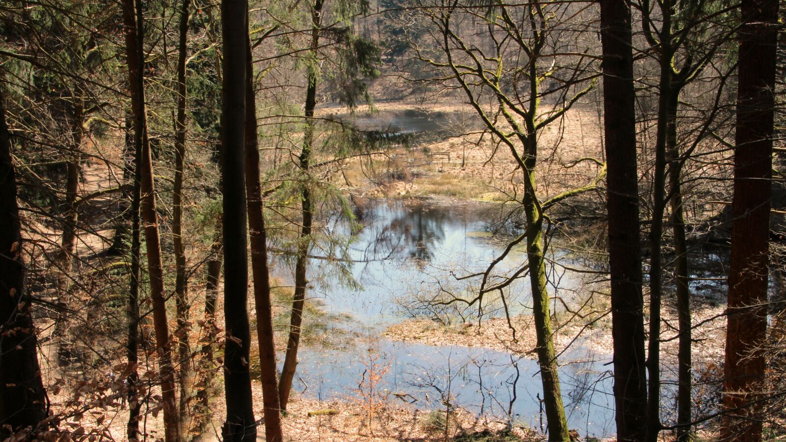 Canon EOS 600D (Rebel EOS T3i / EOS Kiss X5) sample photo. Lake, tree, wood photography