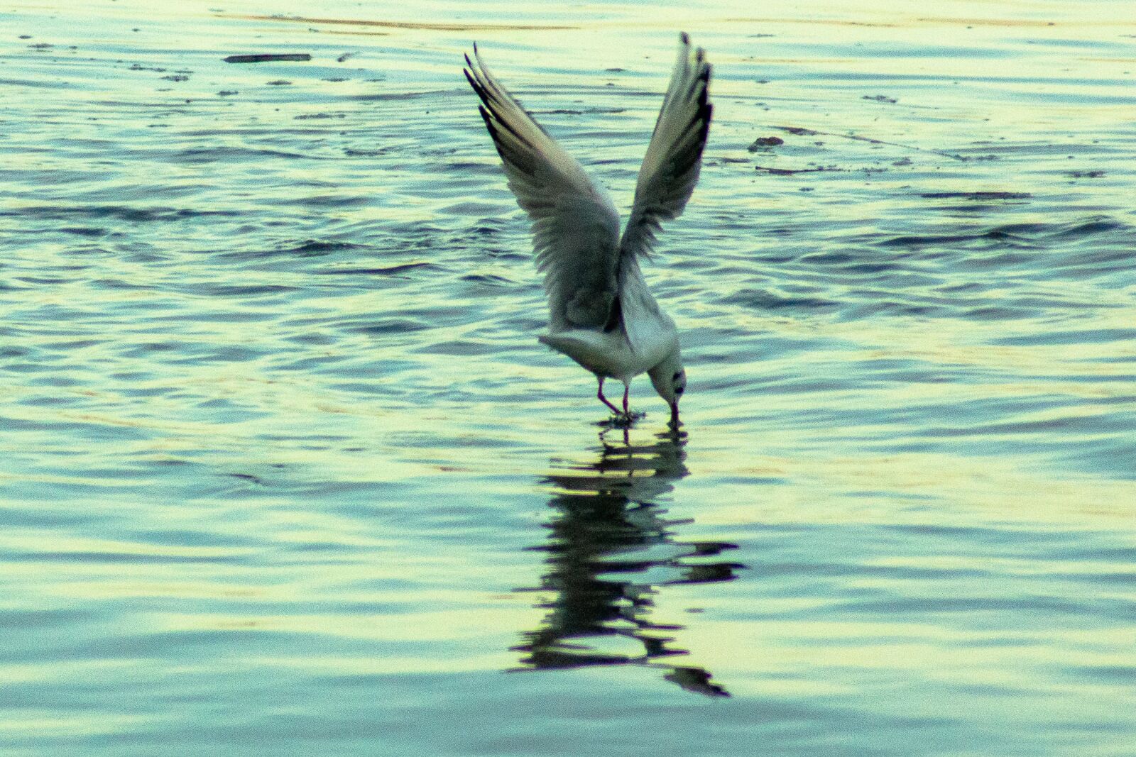 Sony SLT-A77 sample photo. Gaivota, seagull, mouette photography