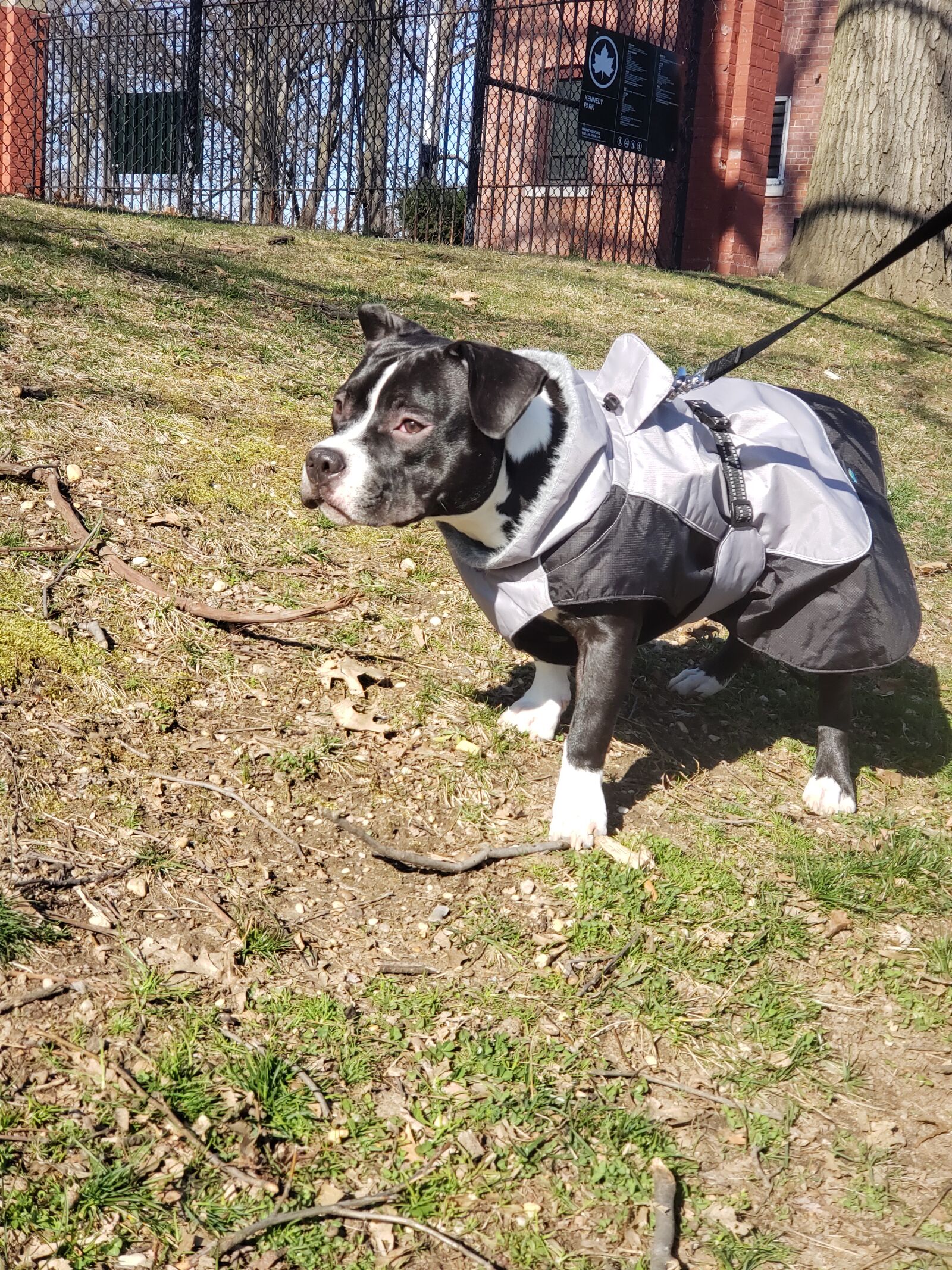 Samsung Galaxy S9+ sample photo. Puppy, american pocket bully photography