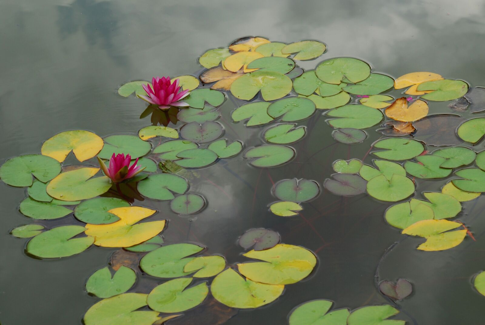 Nikon D80 sample photo. Water lilies, pond, flowers photography