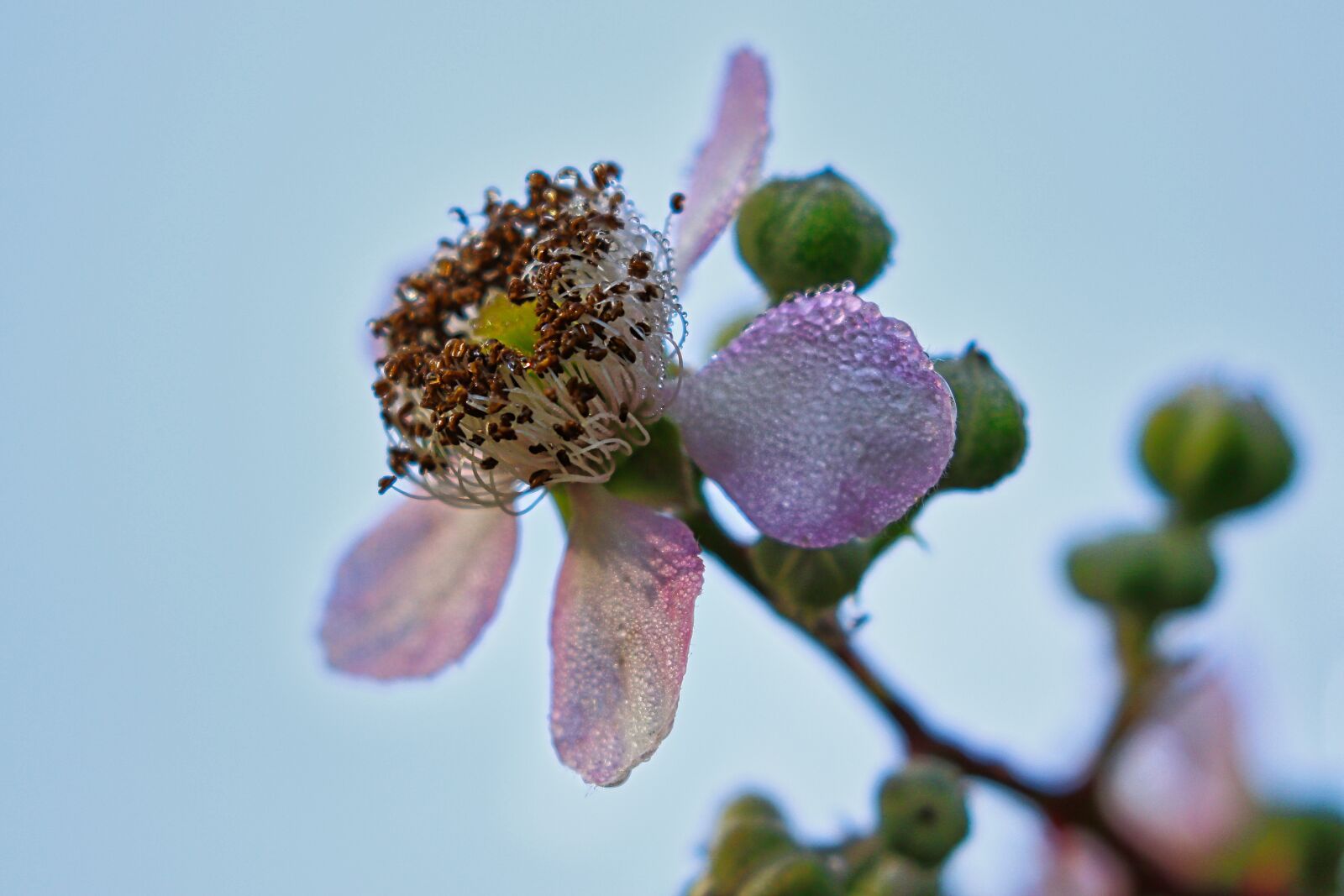 Canon EOS 7D Mark II sample photo. Bramble, flower, light photography