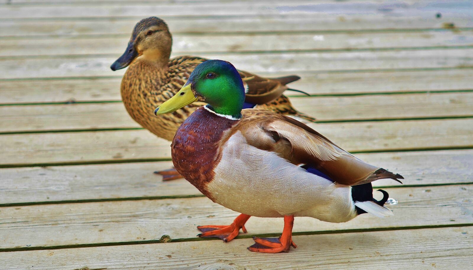 Nikon D7000 sample photo. Duck, animal, bird photography