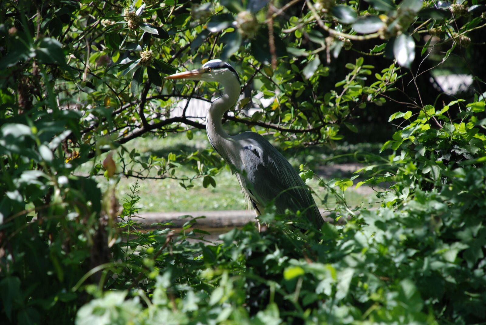 Nikon D80 sample photo. Heron, museum, bird photography