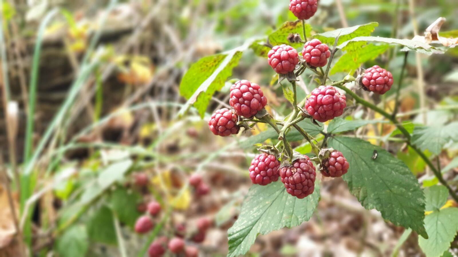 Samsung SM-G965F sample photo. Blackberries, wild blackberries, forest photography