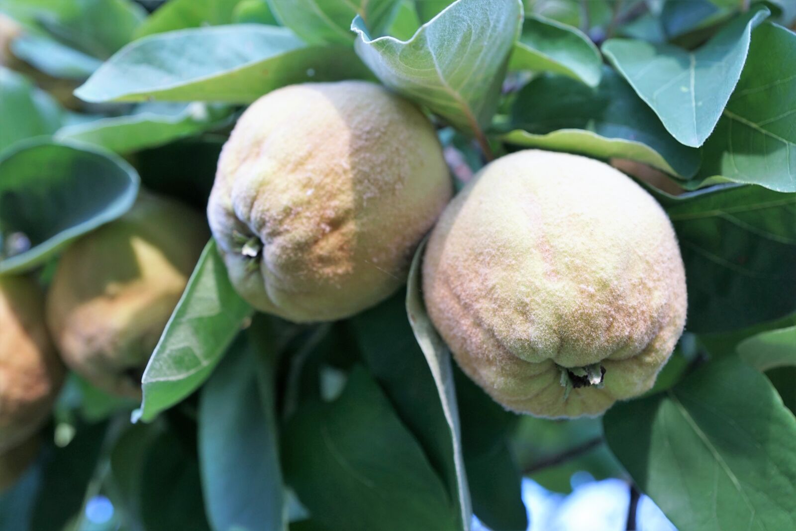 Sony ILCA-77M2 + Sony DT 16-50mm F2.8 SSM sample photo. Quince, fruit, eat photography