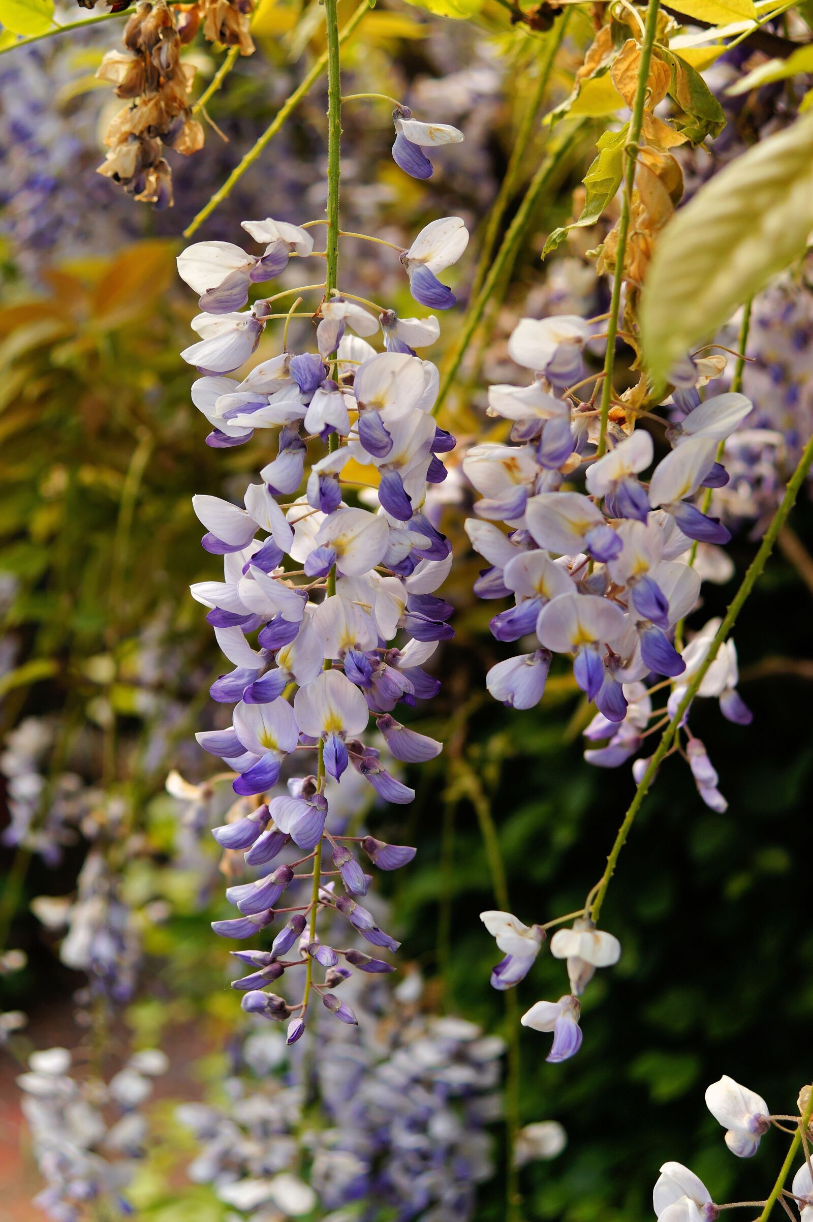 Sony SLT-A58 + Sony DT 30mm F2.8 Macro SAM sample photo. Blue rain, flowers, plant photography