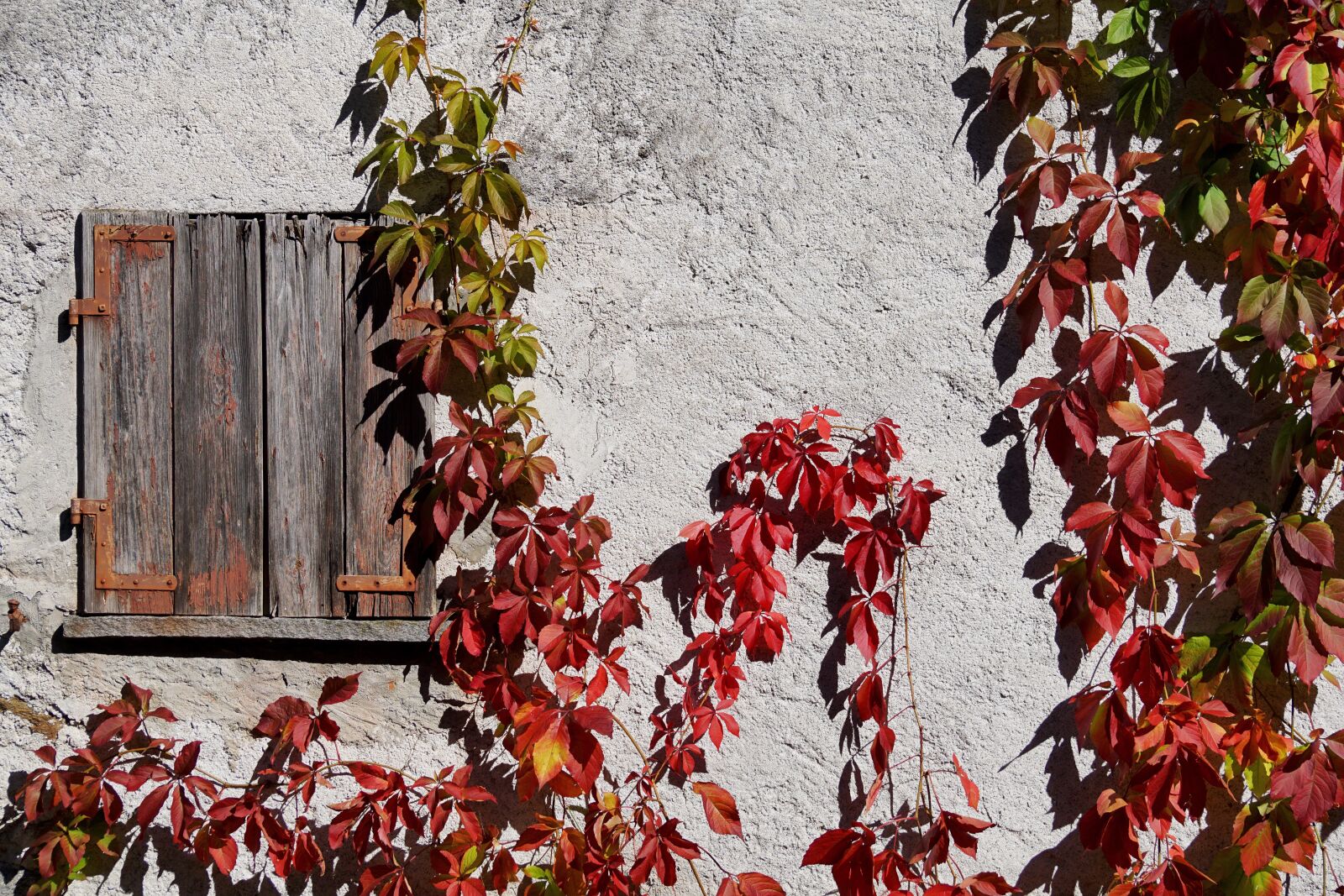 Sony DT 55-300mm F4.5-5.6 SAM sample photo. Grapevine, wine partner, autumn photography