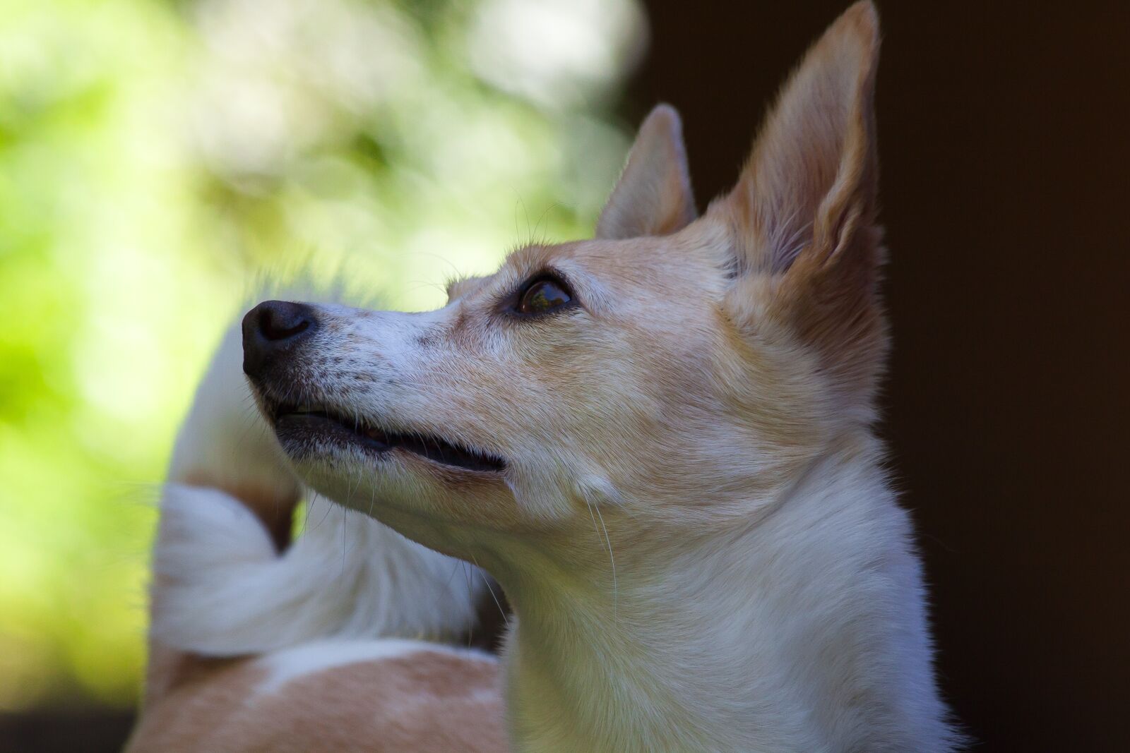 Canon EOS 50D sample photo. Podenco canario, dog breed photography
