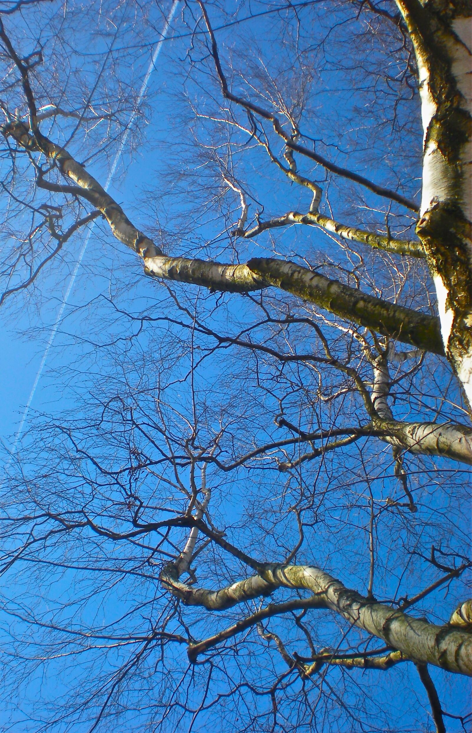 Nikon Coolpix S210 sample photo. Birch, blue sky, summer photography