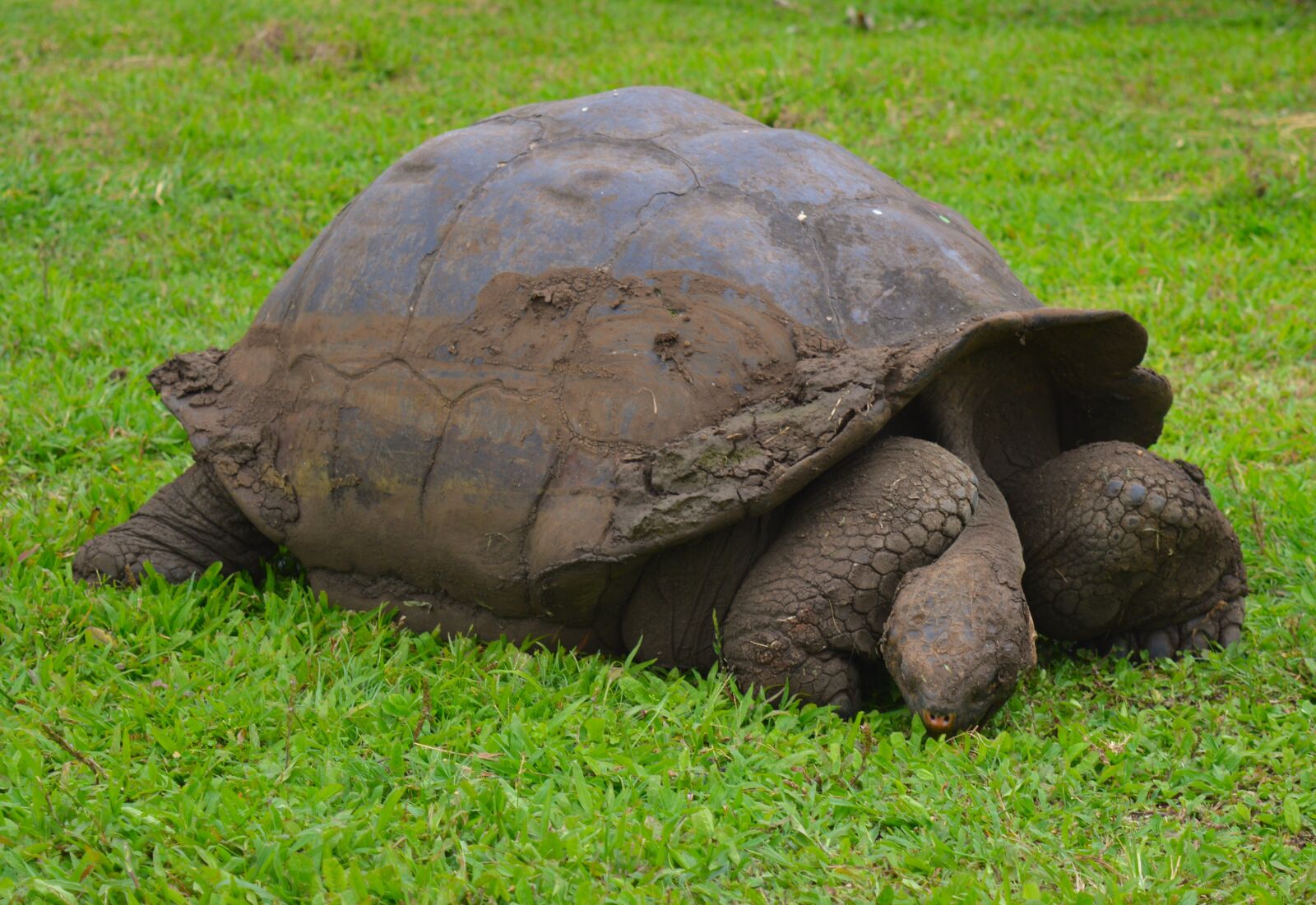 Nikon D3200 sample photo. Turtle, panzer, tortoise photography