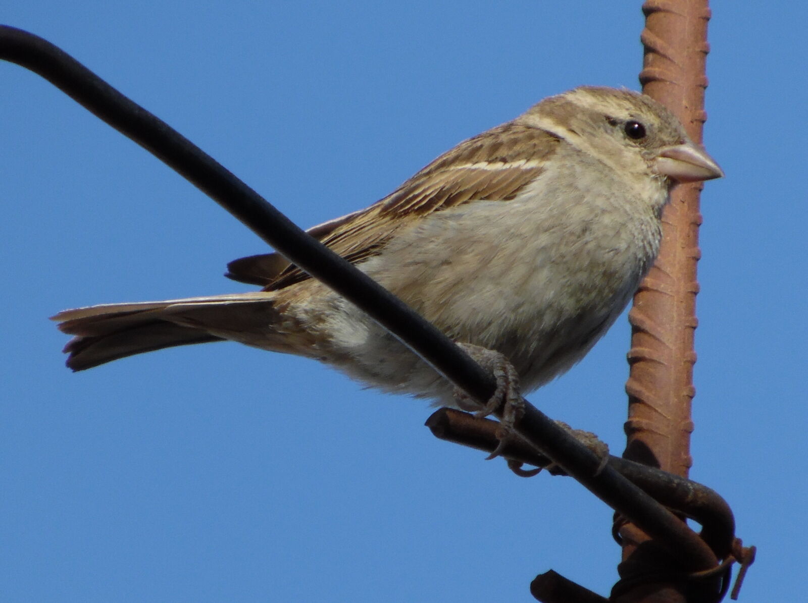 Samsung WB1100F/WB1101F/WB1102F sample photo