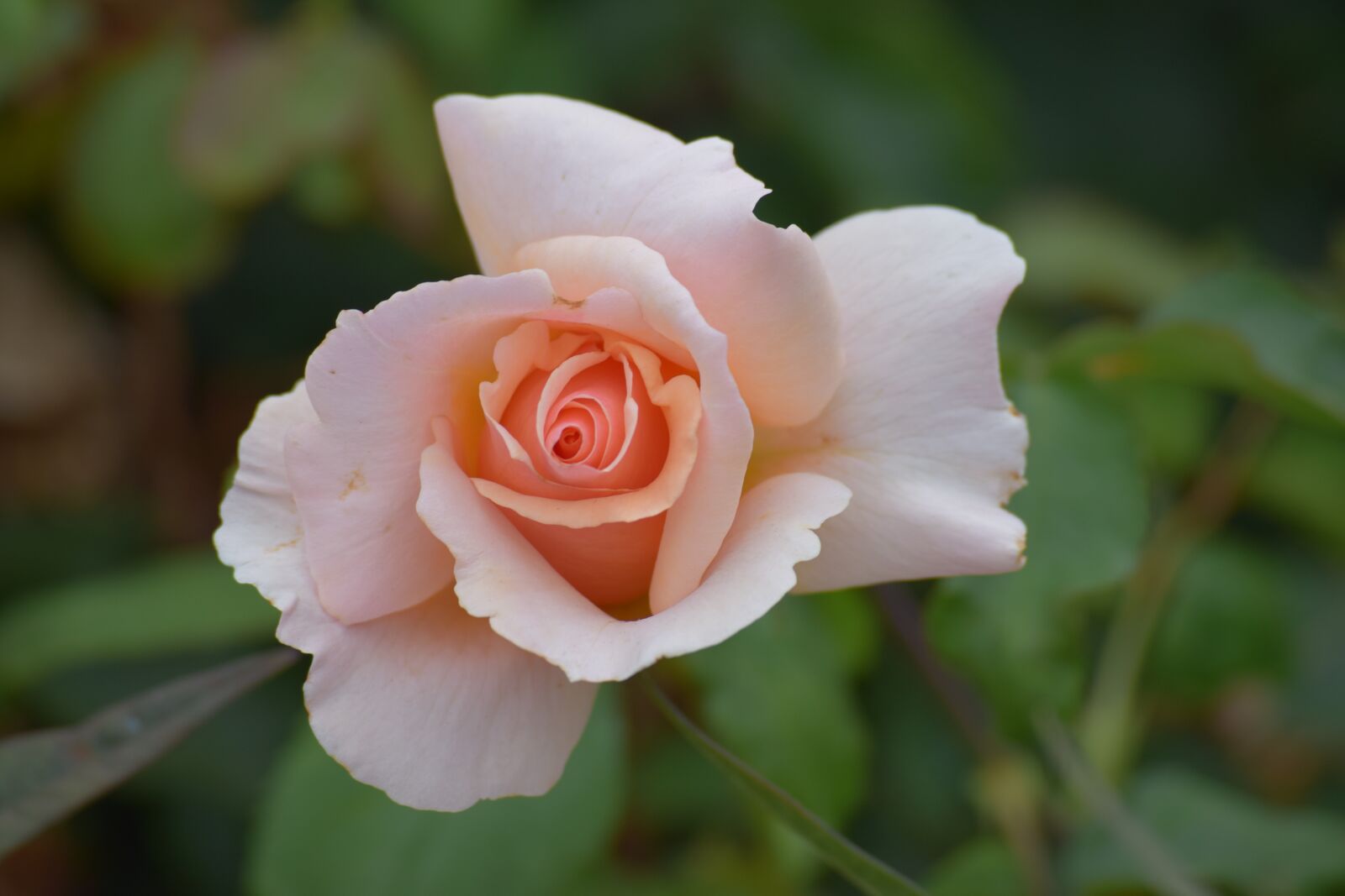 Nikon D3300 sample photo. Rose, pastel color, pastel photography