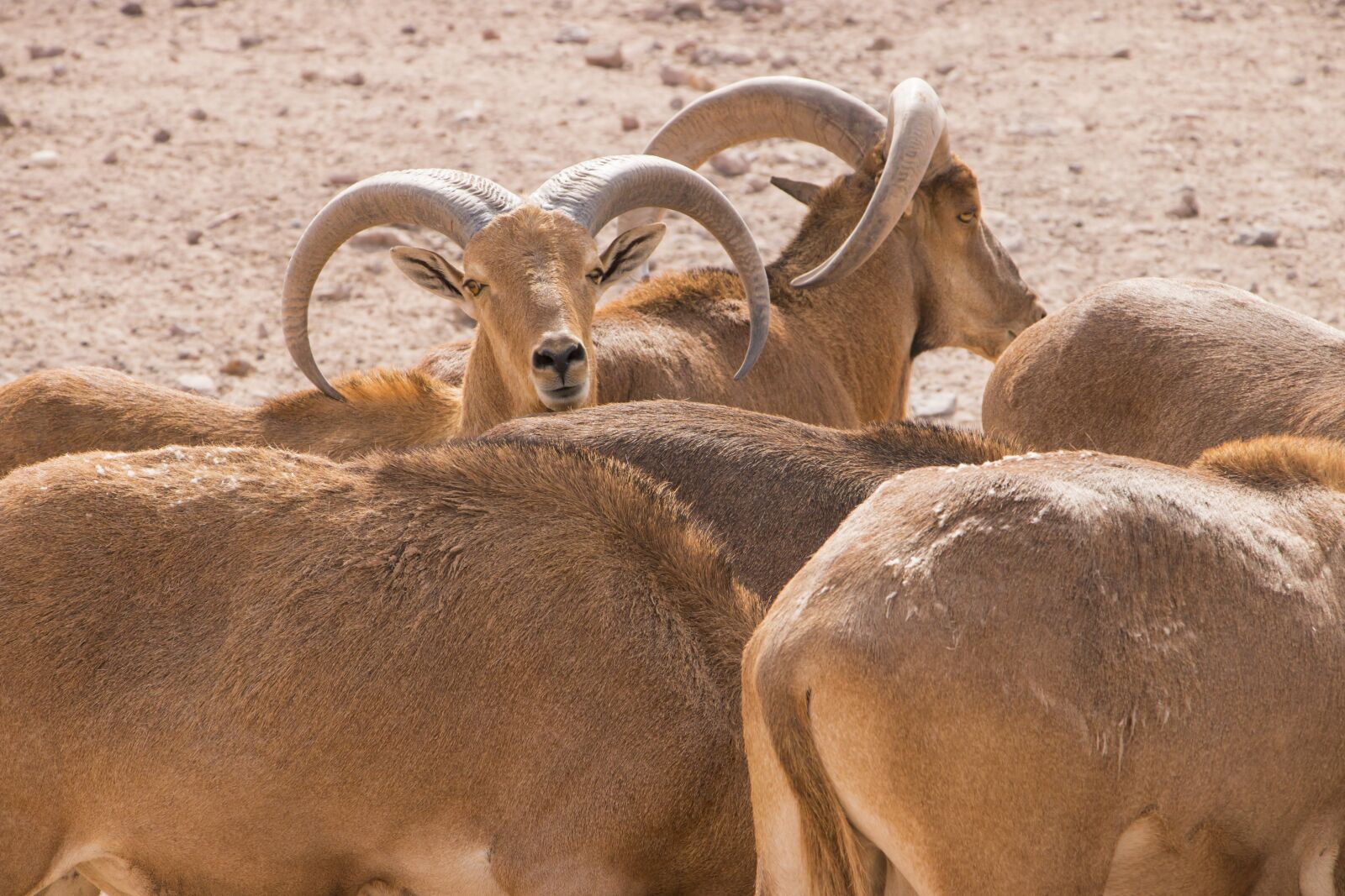 Canon EOS 70D sample photo. Barbary sheep, sheep, sir photography