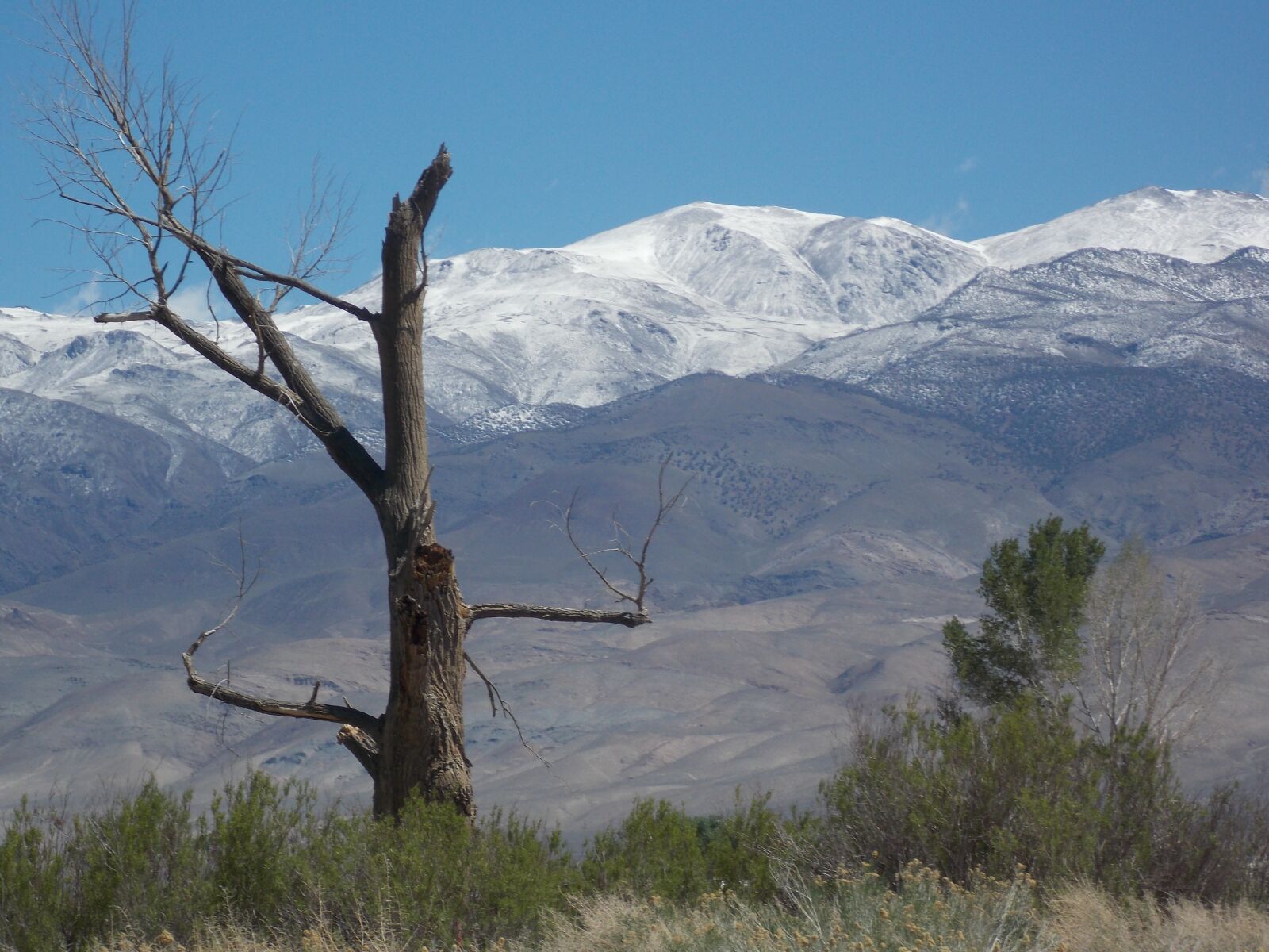 Nikon Coolpix L810 sample photo. Snag, tree, landscape photography