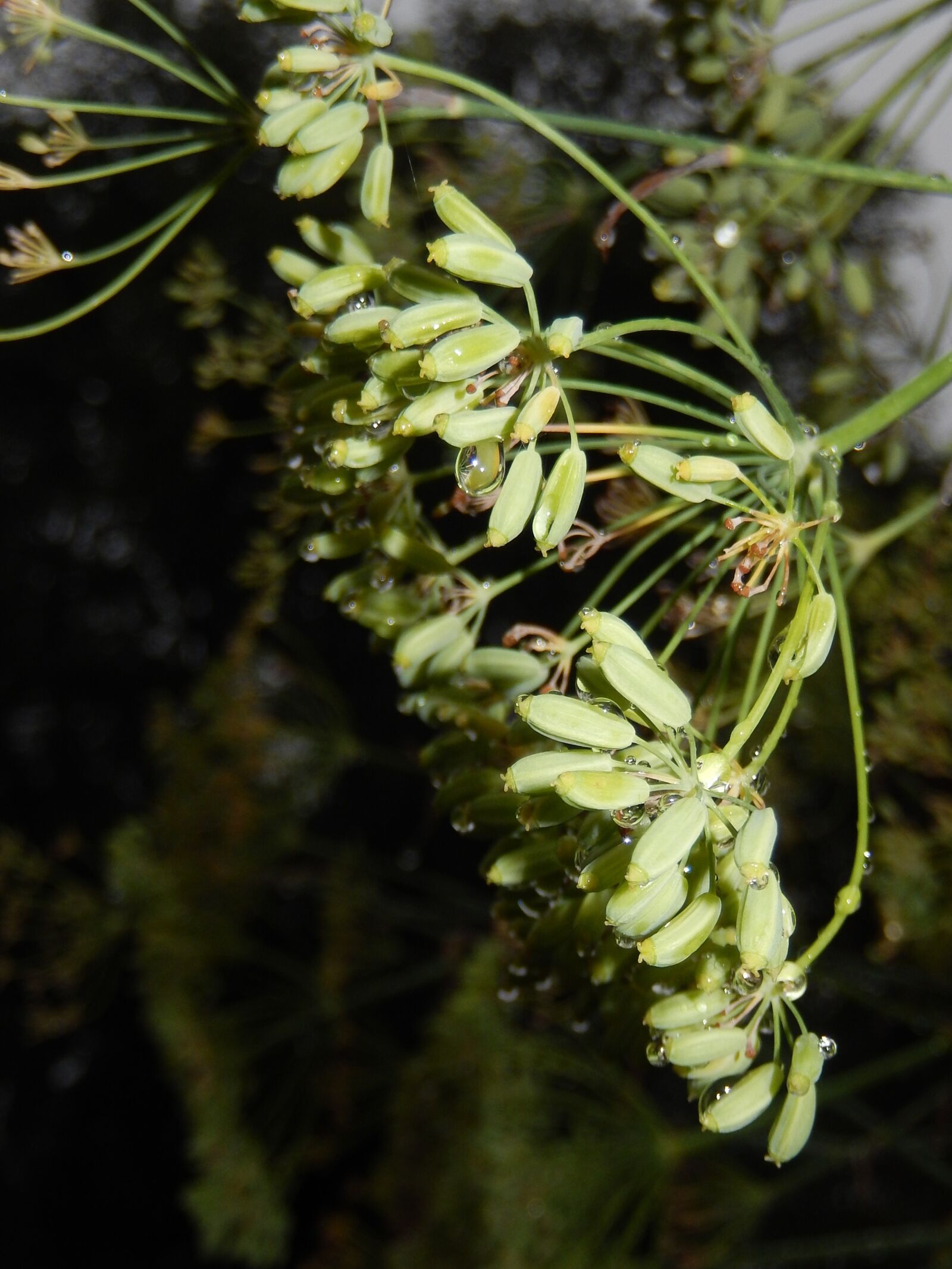 Nikon Coolpix S9500 sample photo. Dill, grass, garden photography