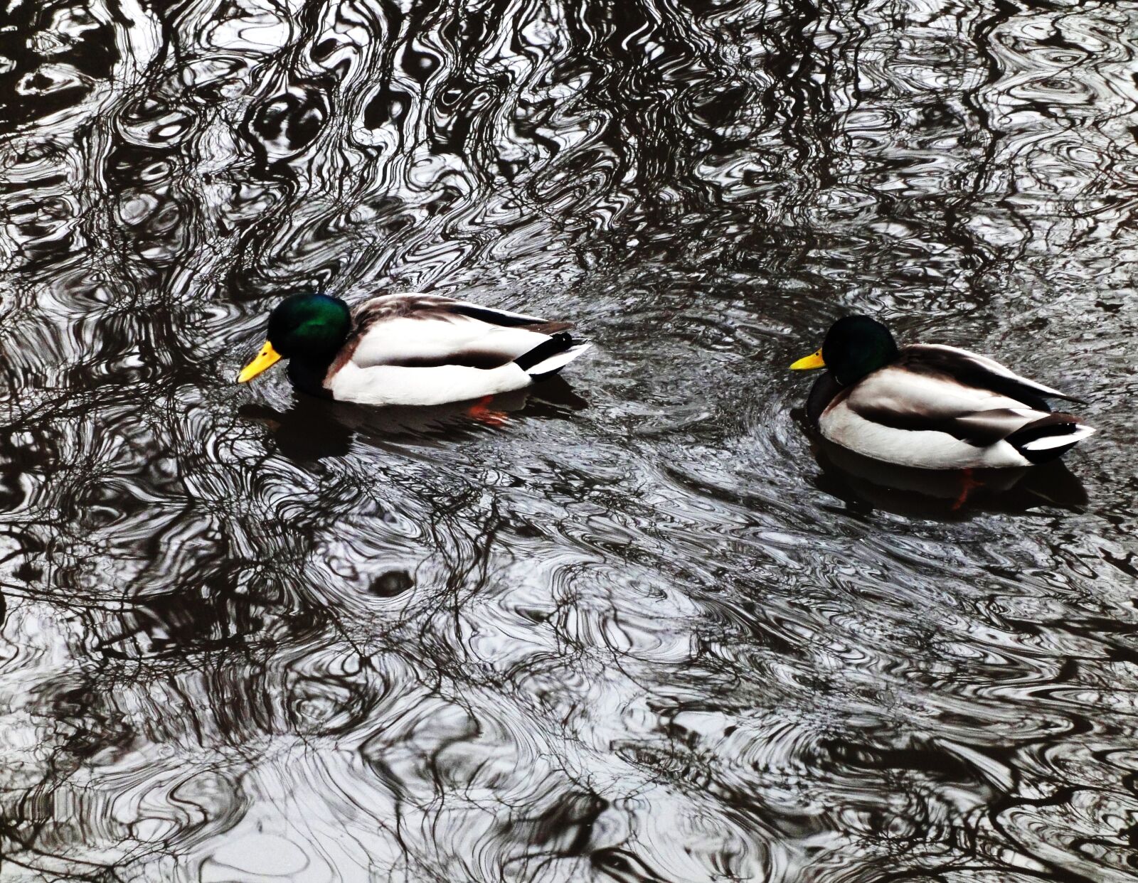 Sony Cyber-shot DSC-WX1 sample photo. Ducks, river, shadows, water photography
