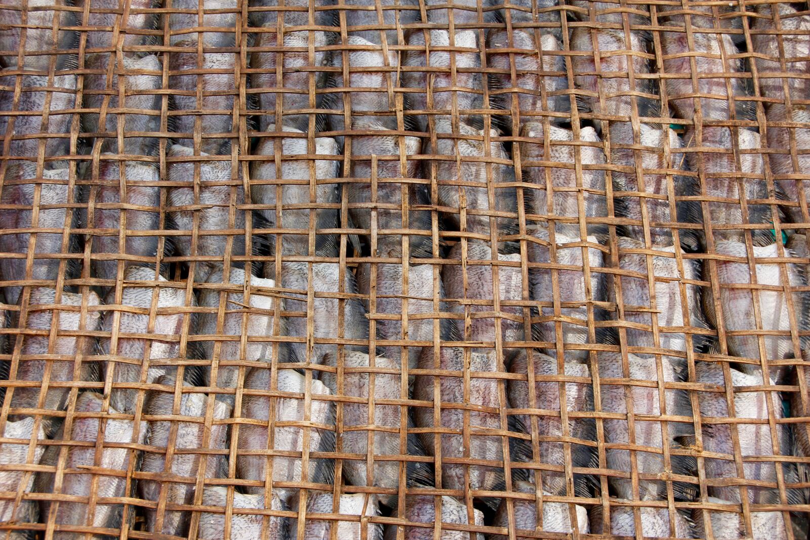 Canon EOS 60D sample photo. Fish, market, marketplace photography