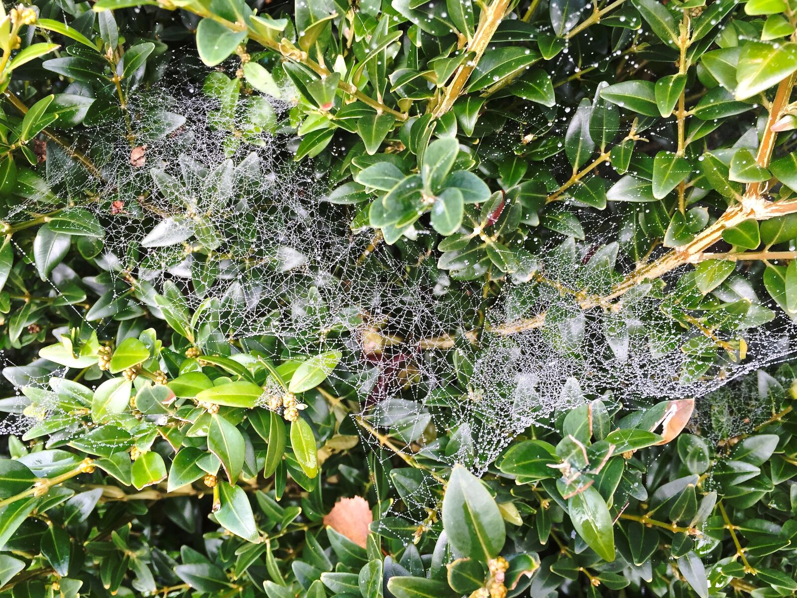 Apple iPhone 6 sample photo. Autumn, spider webs, cobweb photography