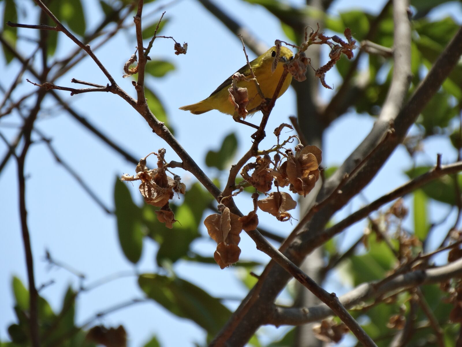 Sony Cyber-shot DSC-HX300 sample photo. Ave, nature, bird photography