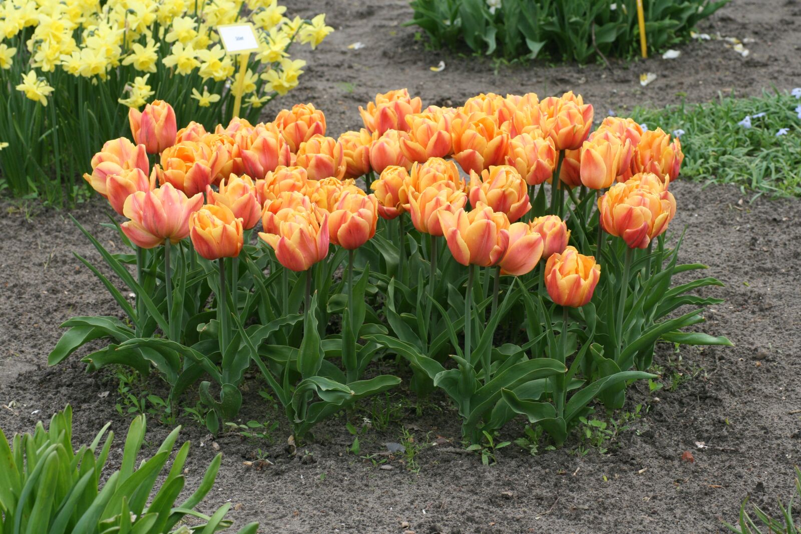 Canon EOS 400D (EOS Digital Rebel XTi / EOS Kiss Digital X) sample photo. Tulip, red, yellow photography