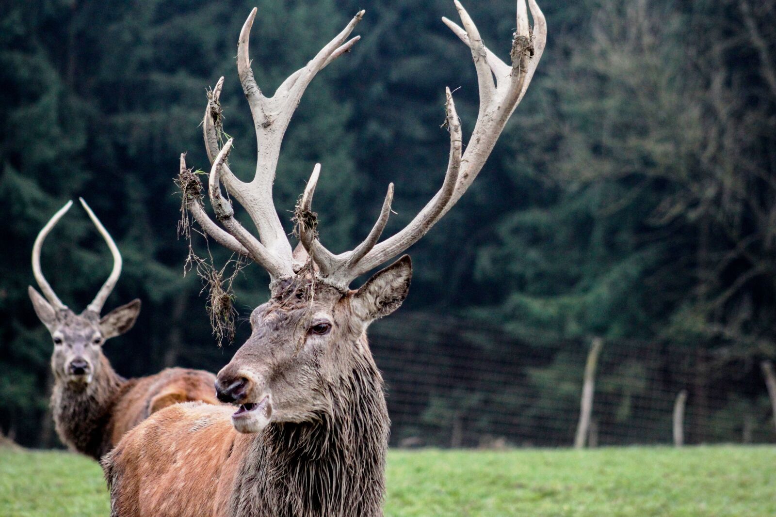 Canon EOS 500D (EOS Rebel T1i / EOS Kiss X3) sample photo. Hirsch, wild, animal photography