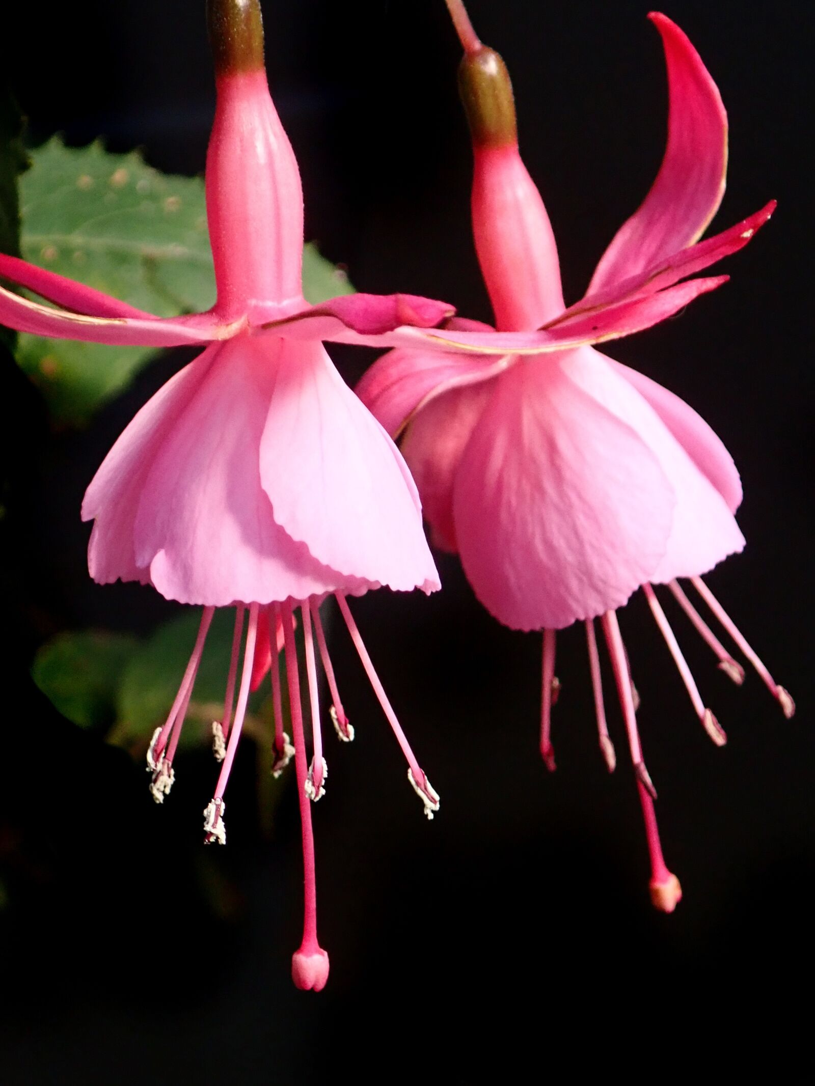 Olympus TG-5 sample photo. Flower, pink, fuchsia photography