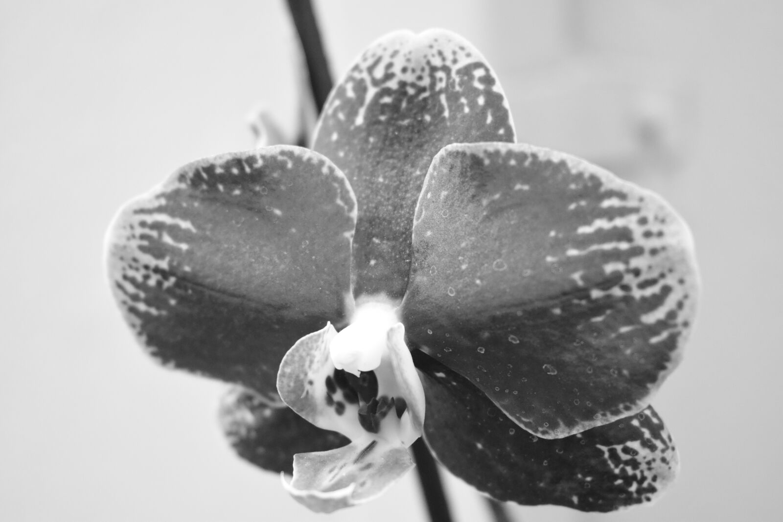 Nikon D3500 sample photo. Orchid, flowers, b w photography