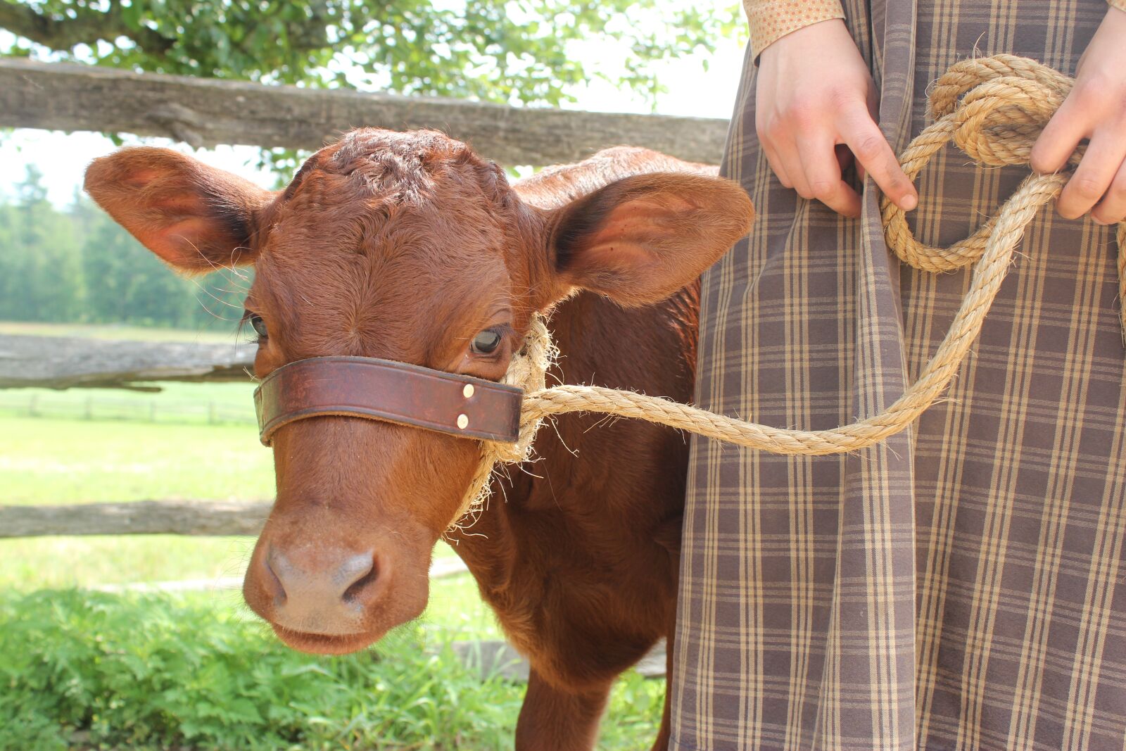 Canon EOS 600D (Rebel EOS T3i / EOS Kiss X5) sample photo. Calf, cattle, farm animals photography