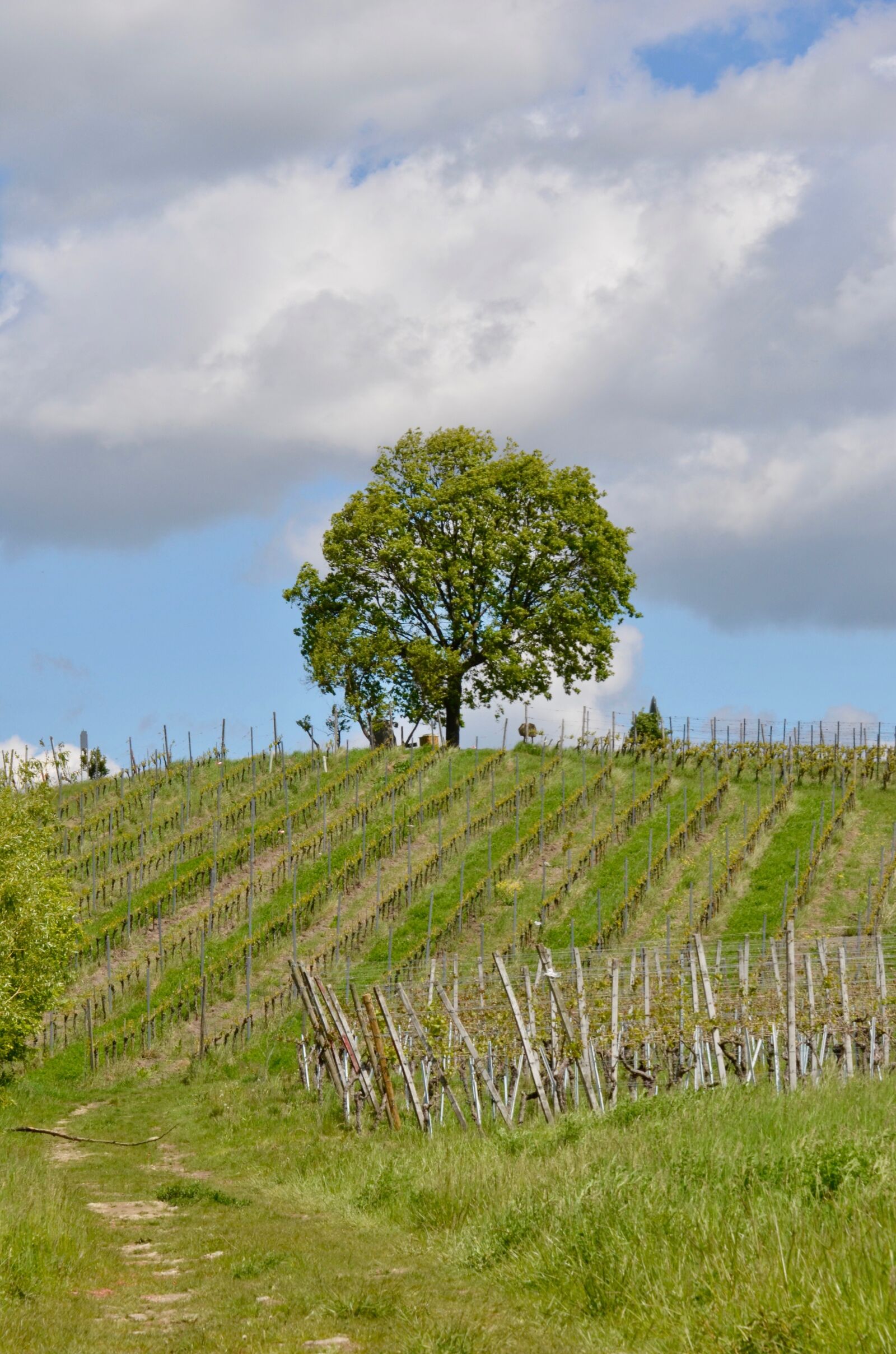 Nikon D5100 sample photo. Vineyard, tree, landscape photography
