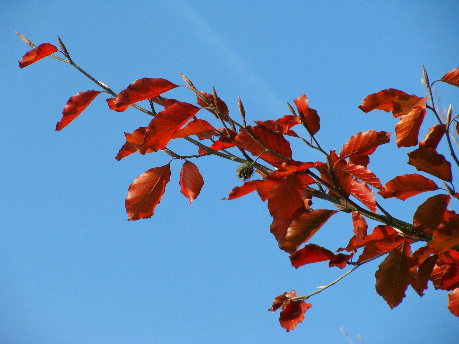 Canon POWERSHOT SX100 IS sample photo. Nature, leaves, autumn colours photography