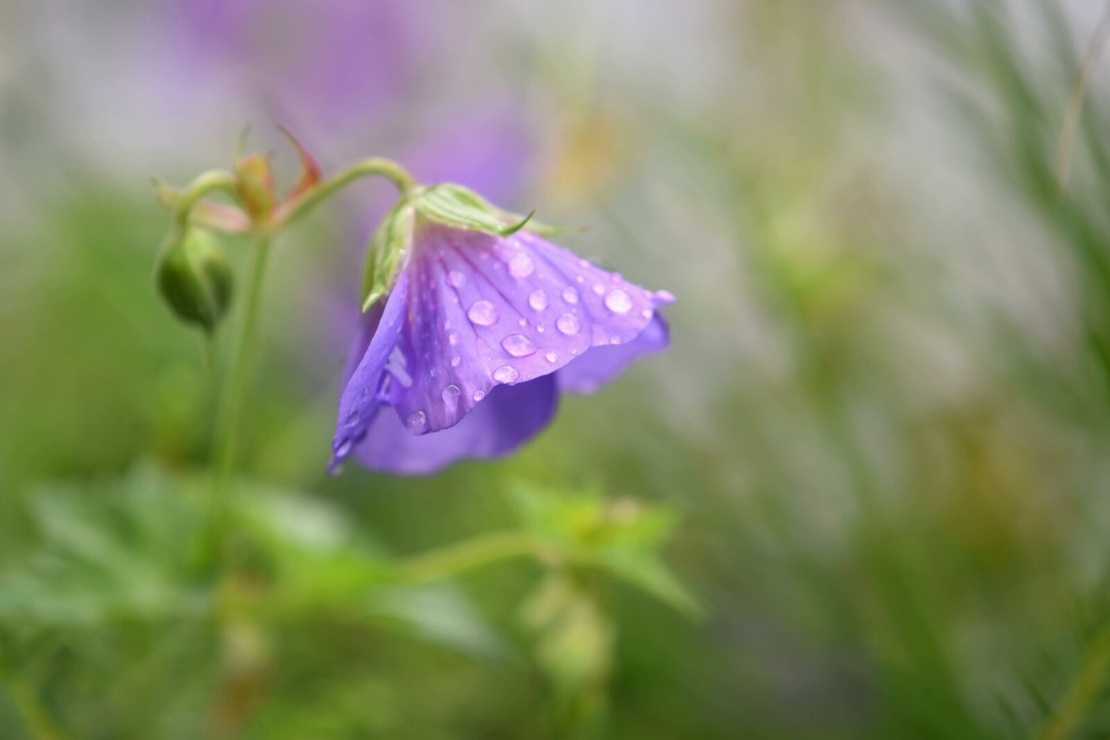 Nikon D5600 sample photo. Blossom, bloom, blue photography