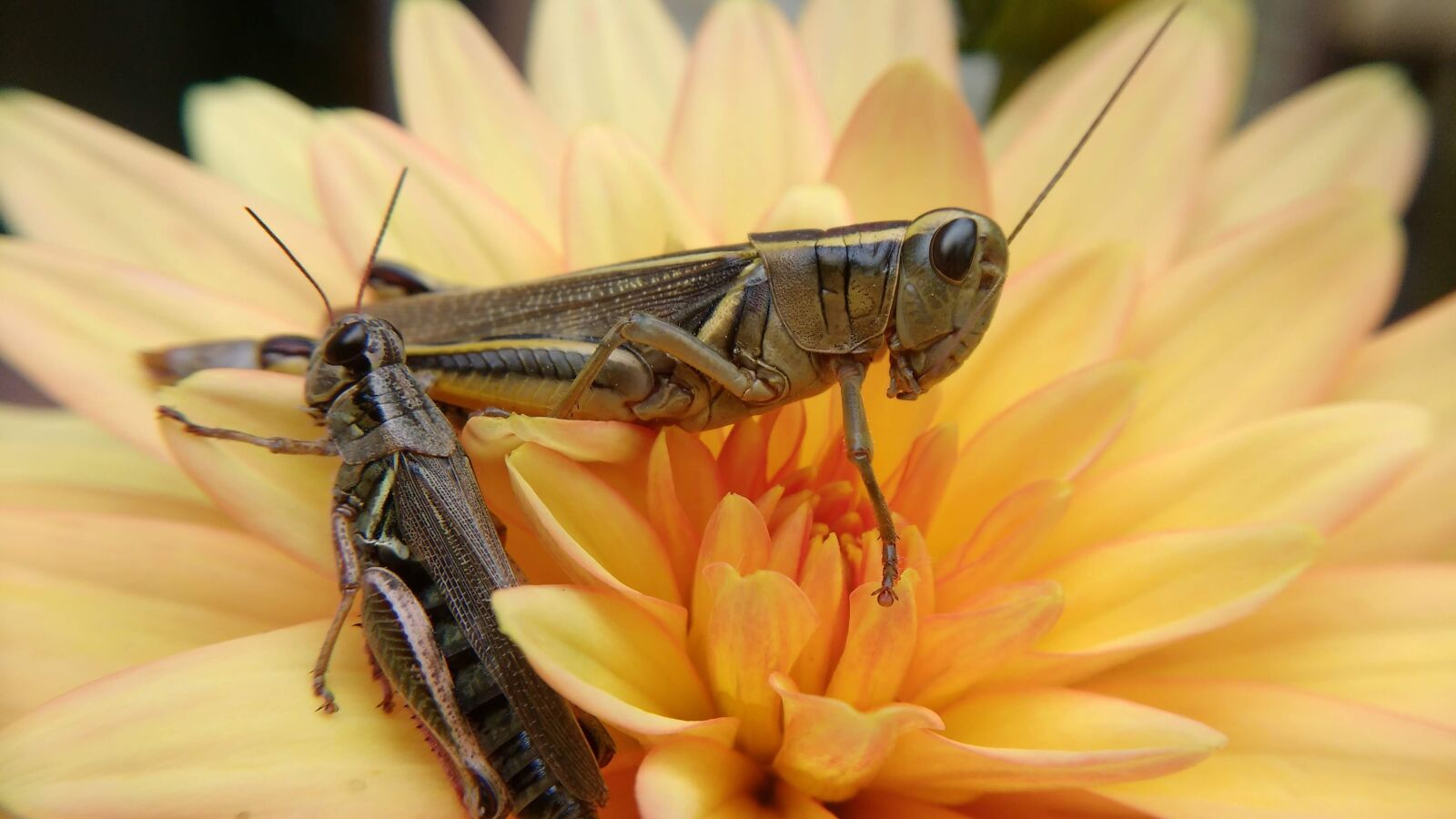 Motorola MotoG3 sample photo. Grasshopper, insect, flower photography