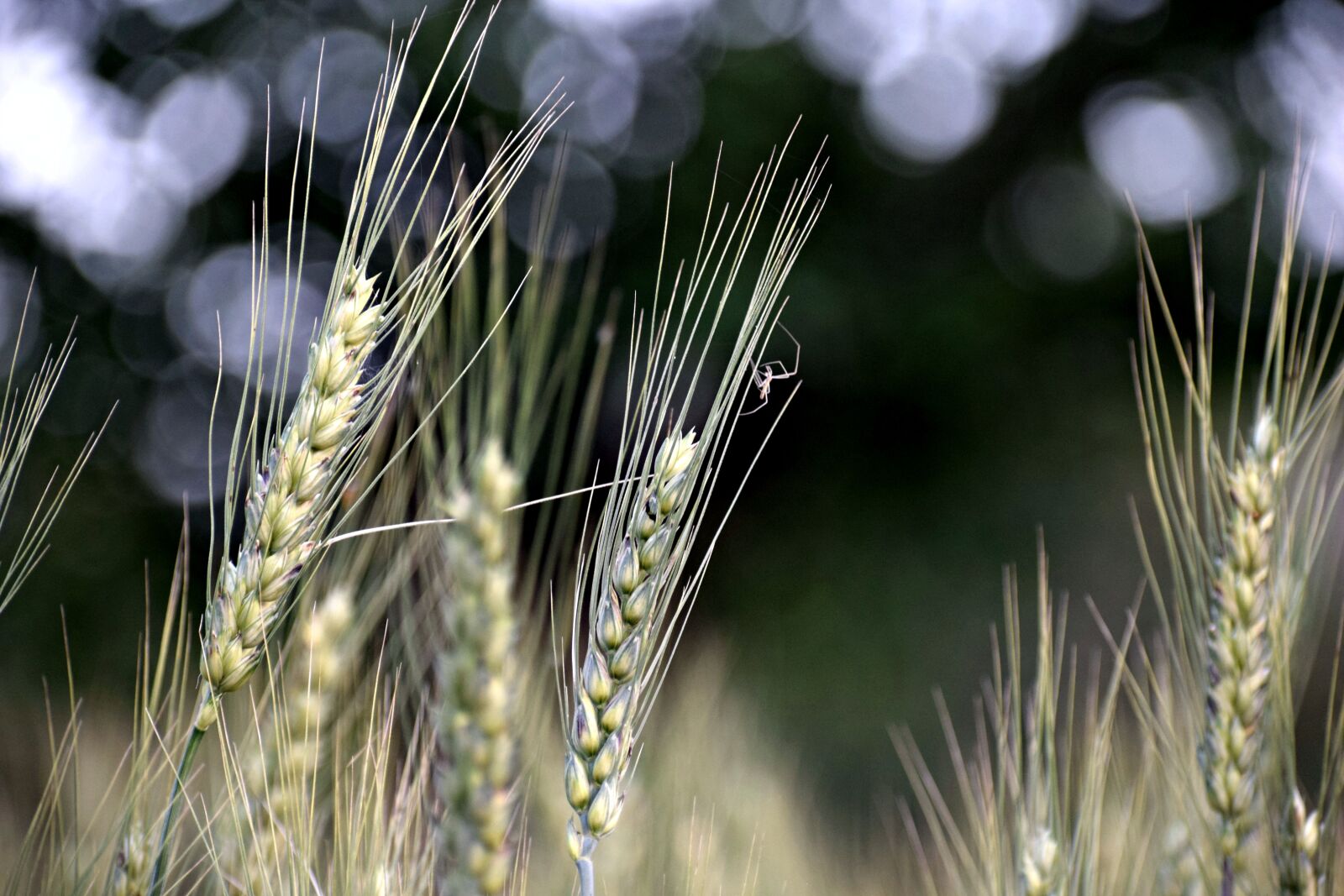 Nikon D3300 sample photo. Wheat, plants, grain photography