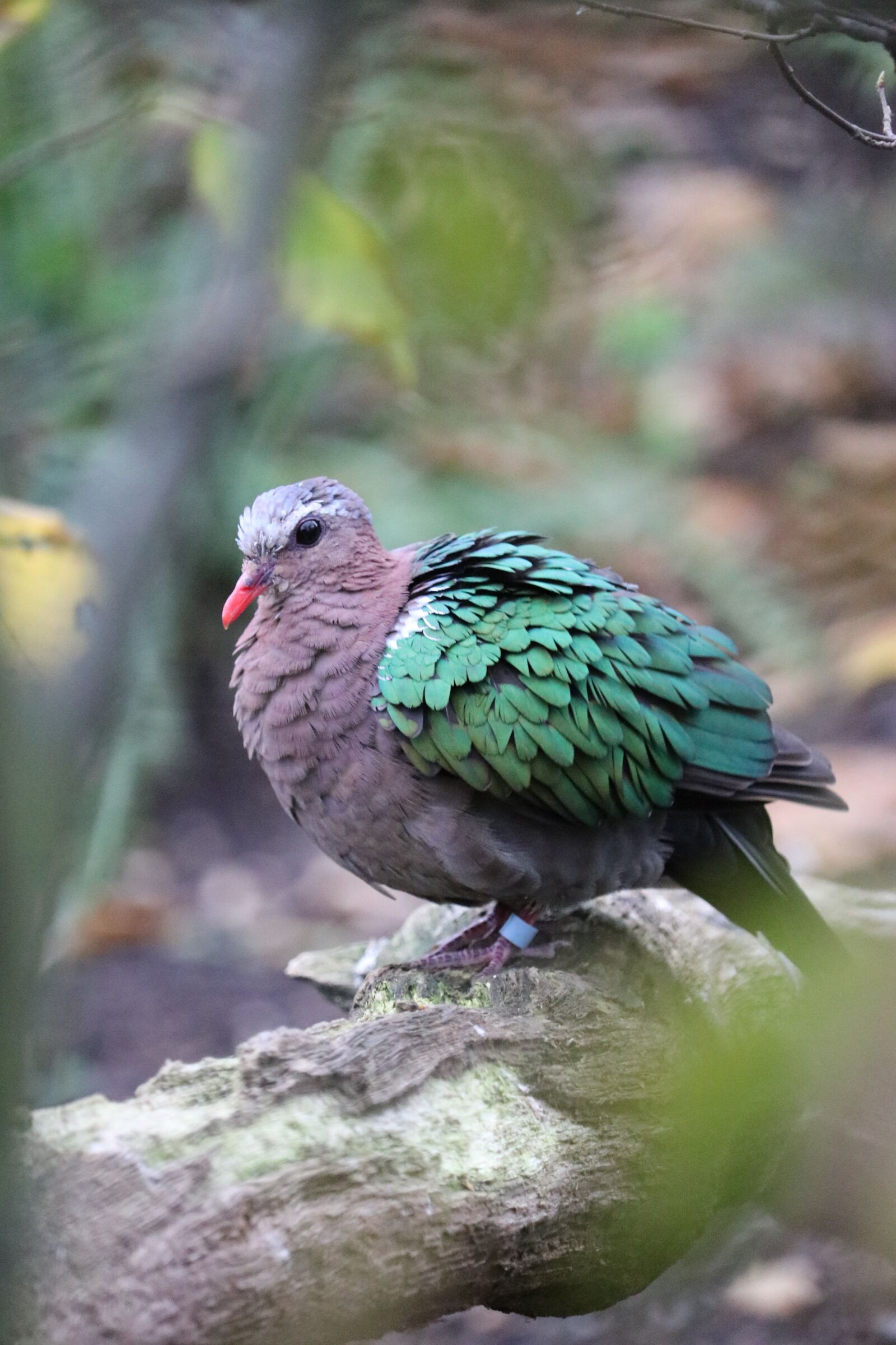 Canon EF-S 55-250mm F4-5.6 IS STM sample photo. Pink headed fruit dove photography