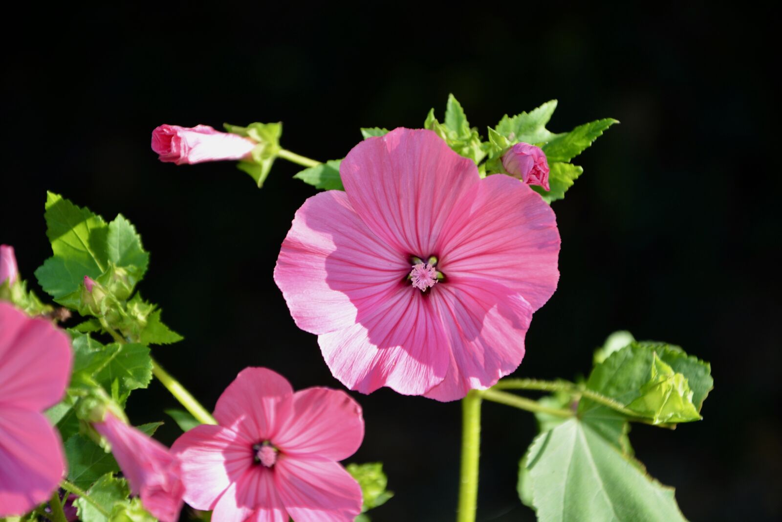 Nikon D5200 sample photo. Flowers flower, plants, massif photography