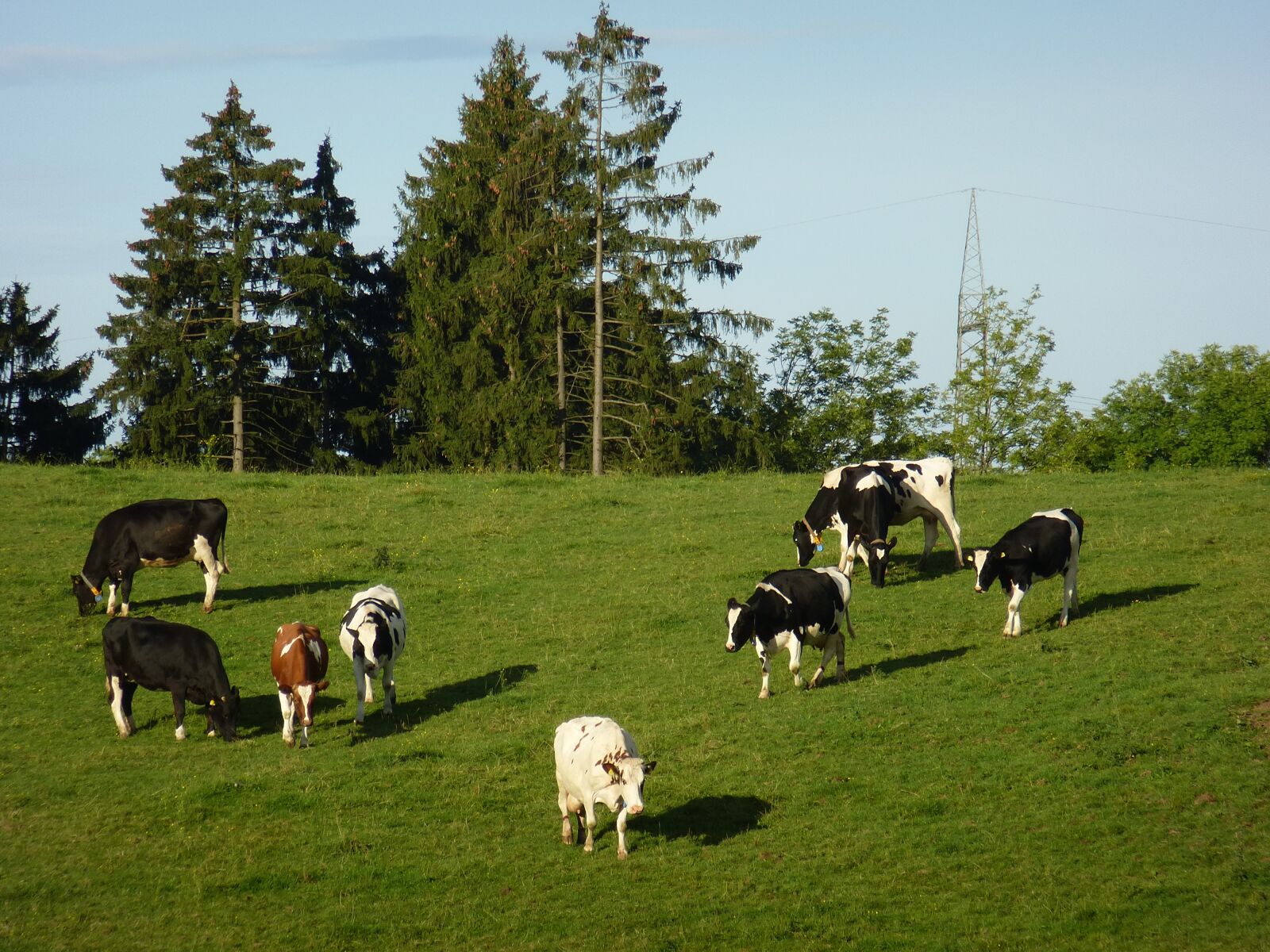 Panasonic Lumix DMC-ZS15 (Lumix DMC-TZ25) sample photo. Cows, pasture, beef photography