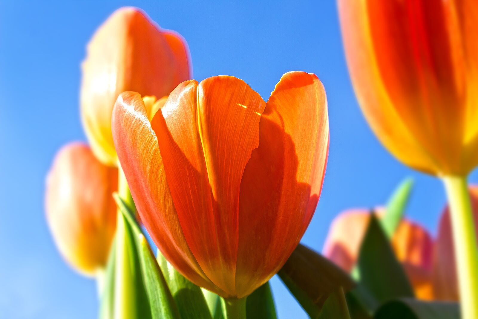 Canon EOS 1300D (EOS Rebel T6 / EOS Kiss X80) sample photo. Tulip, lilies, spring photography