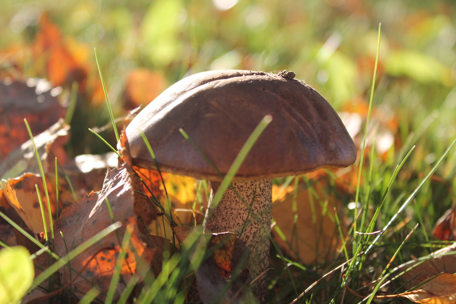 Canon EOS 1100D (EOS Rebel T3 / EOS Kiss X50) sample photo. Brown mushrooms, fall leaves photography