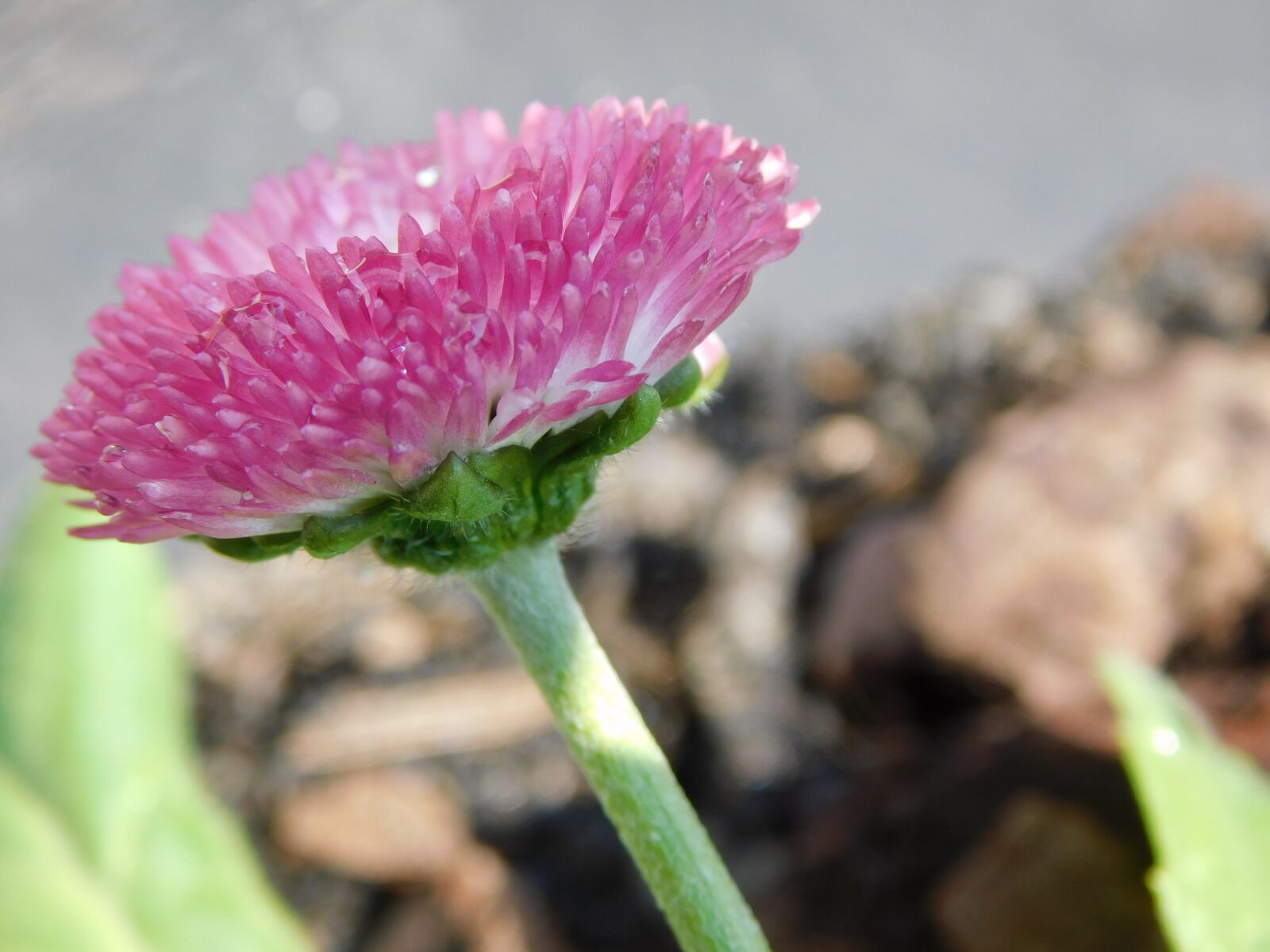 Nikon Coolpix B500 sample photo. Bellis, geese flower, flower photography