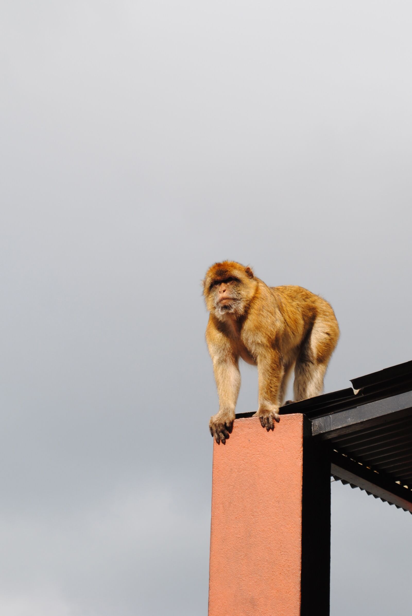 Nikon D3000 sample photo. Monkey, gibraltar, spain photography