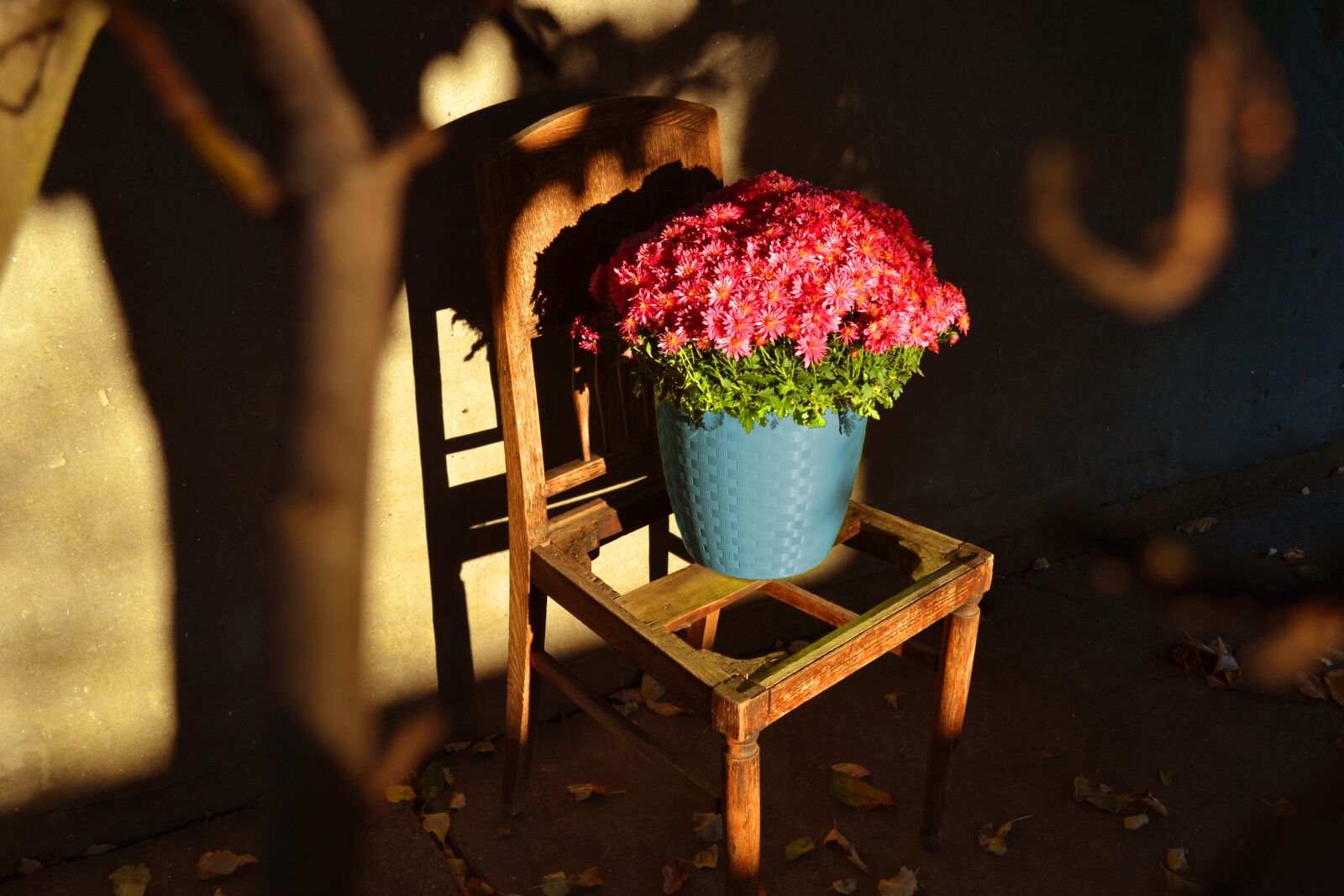Nikon D3100 sample photo. Plants, flower, flowerpots photography