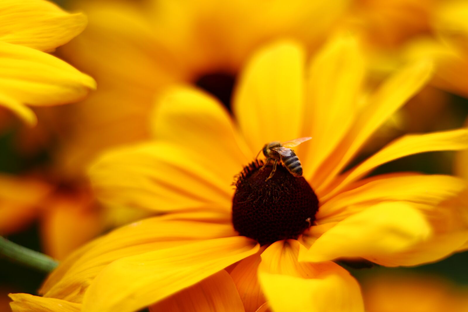 Canon EOS M50 (EOS Kiss M) sample photo. Bee, honey, flower photography