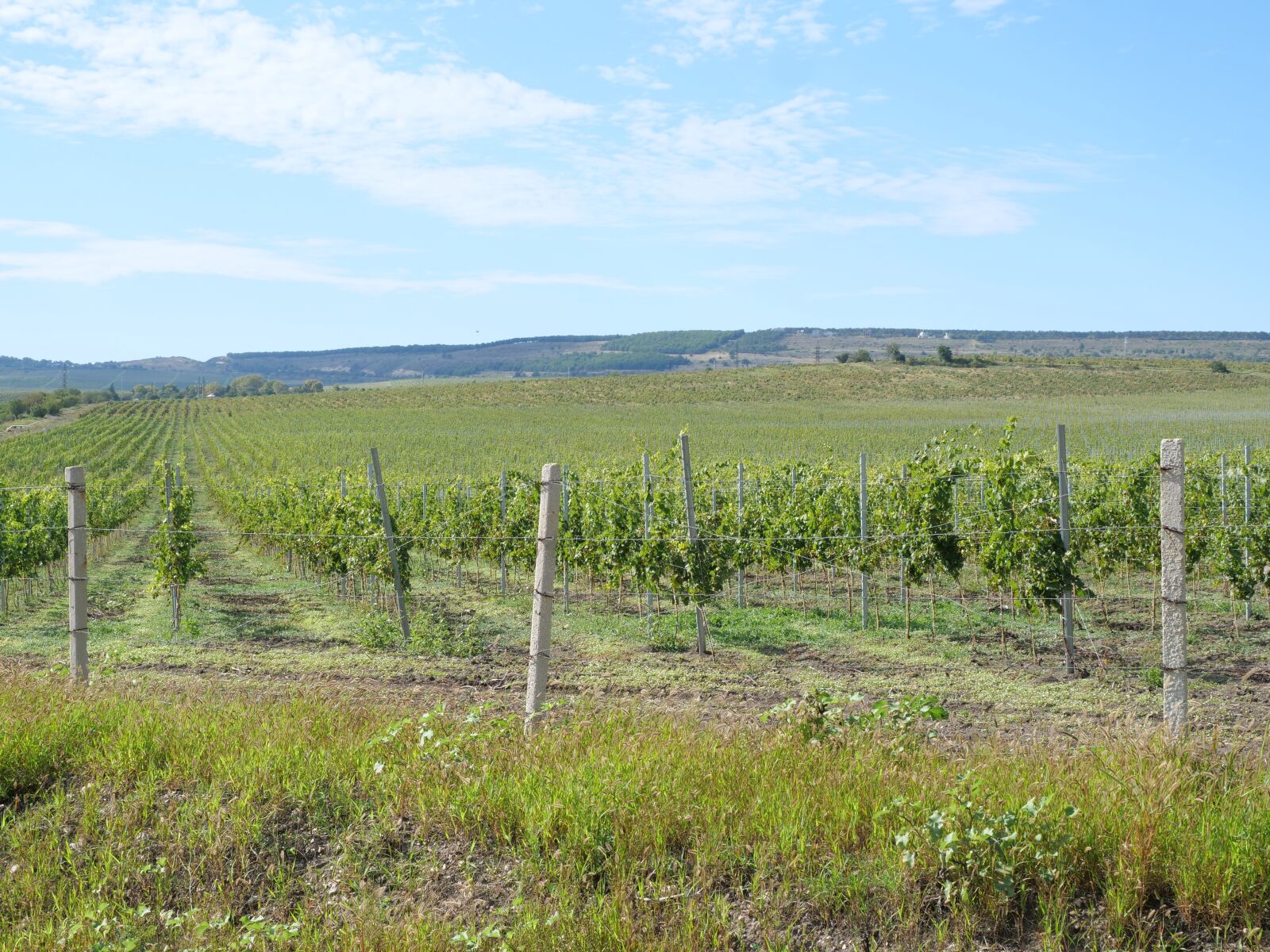 Panasonic Lumix DC-G9 sample photo. Vineyard, grapes, field photography