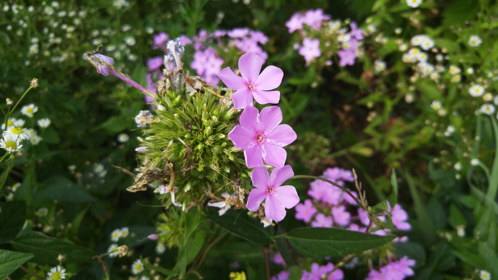 LG G4 sample photo. Pink, flowers, petal photography
